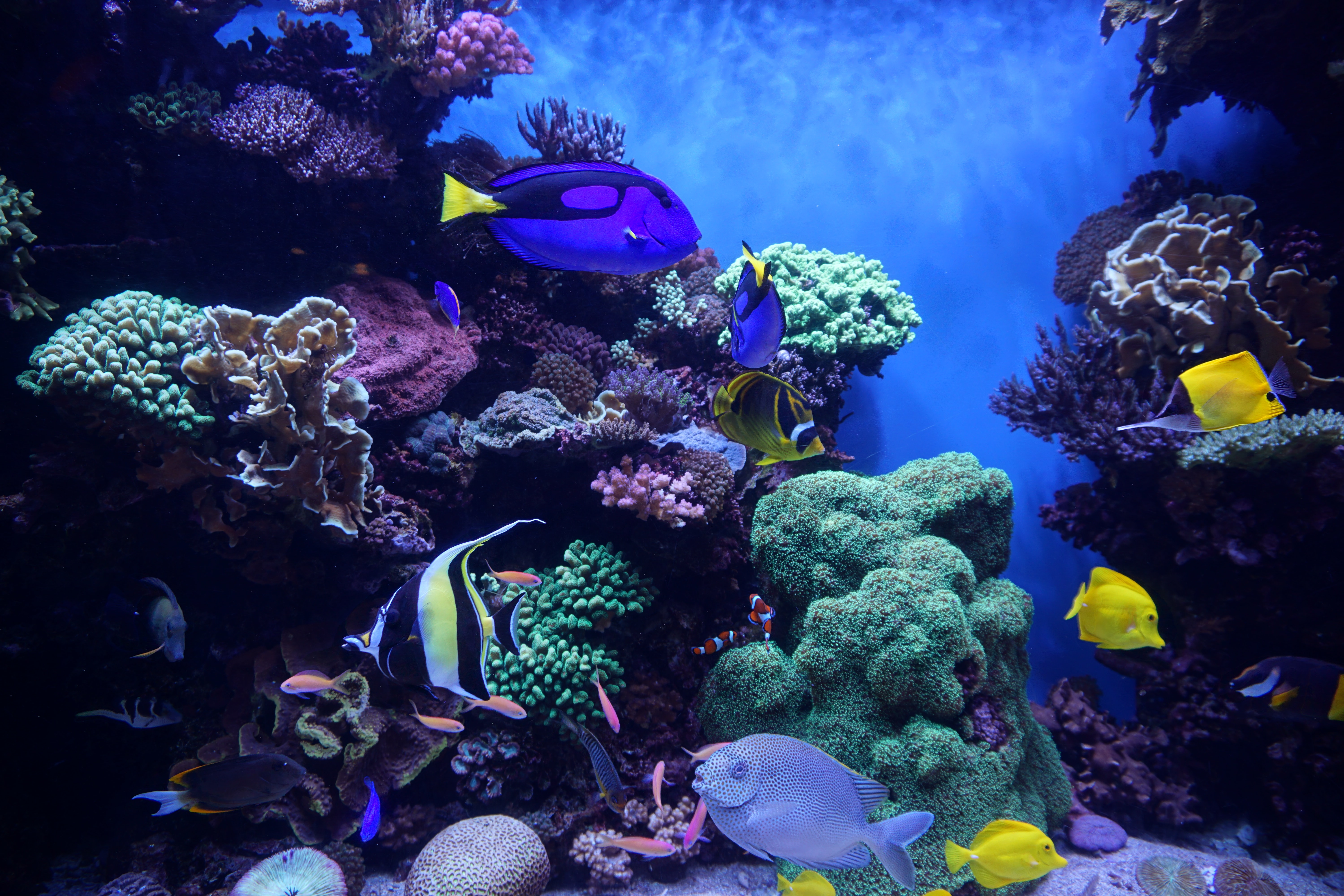 152119 Hintergrundbild herunterladen aquarium, fische, tiere, seetang, algen, riff, reef - Bildschirmschoner und Bilder kostenlos