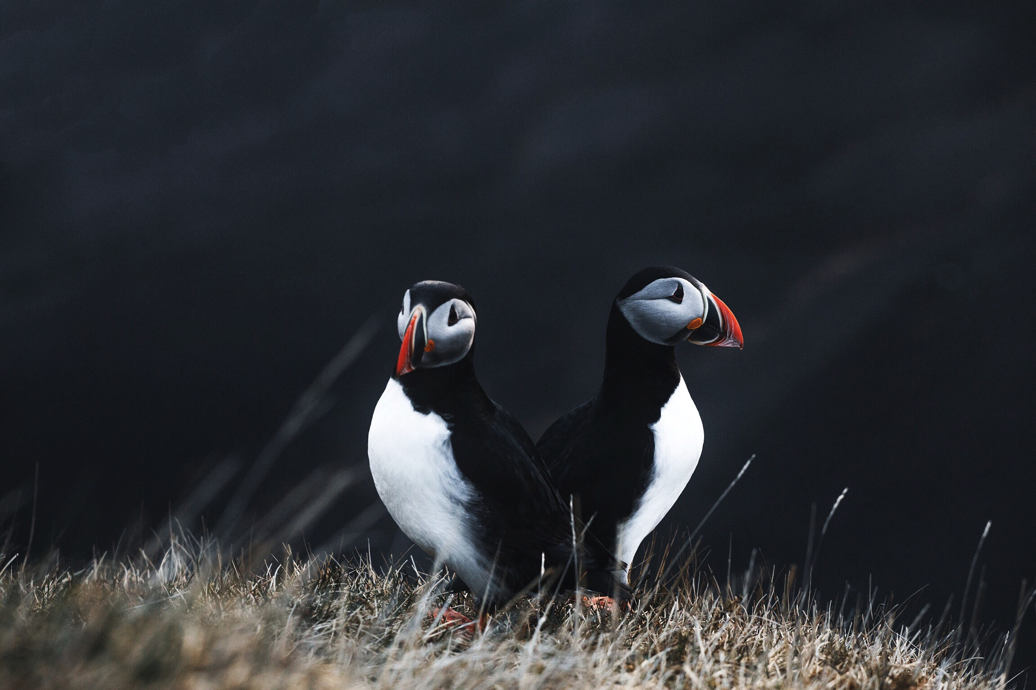 Download mobile wallpaper Birds, Bird, Animal, Puffin for free.