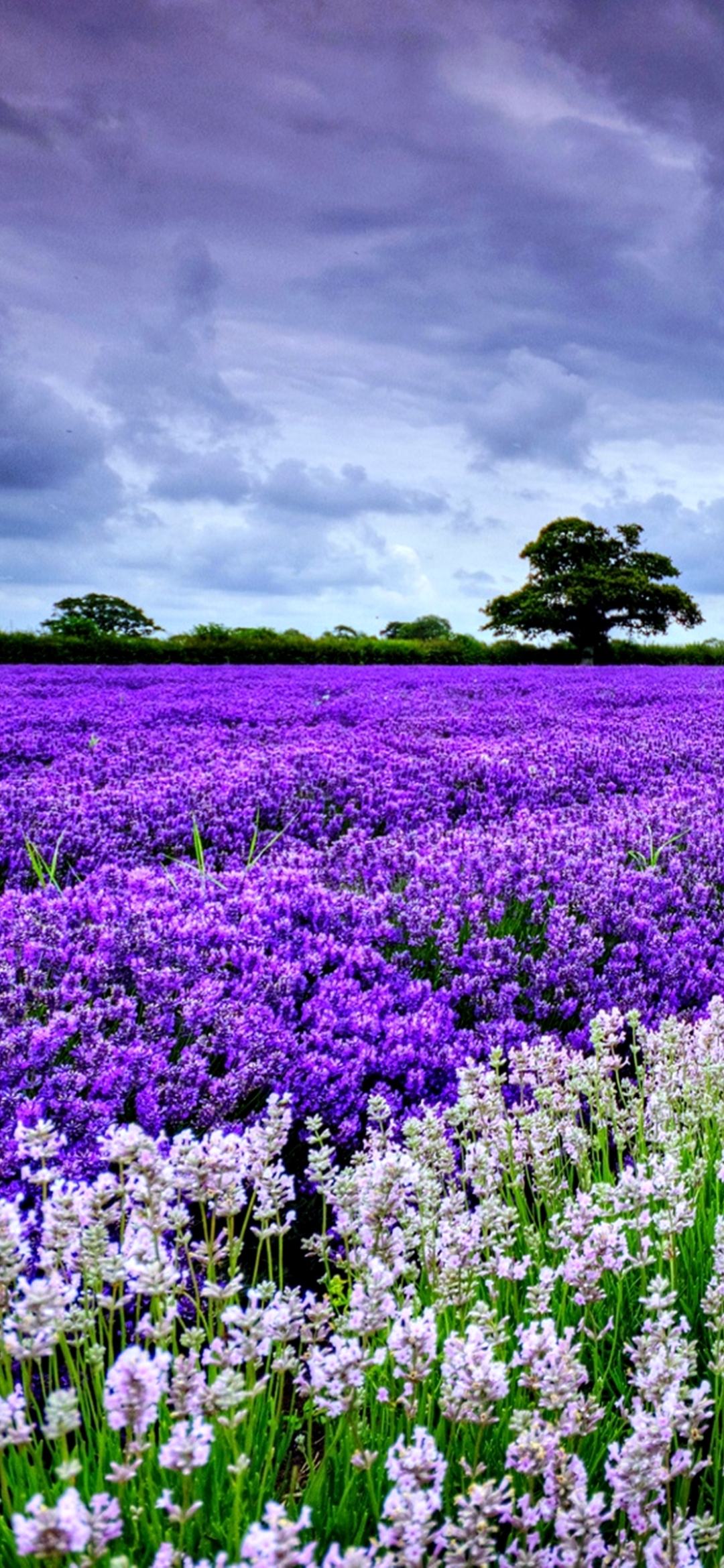 Download mobile wallpaper Nature, Flowers, Flower, Earth, Field, Spring, Lavender for free.