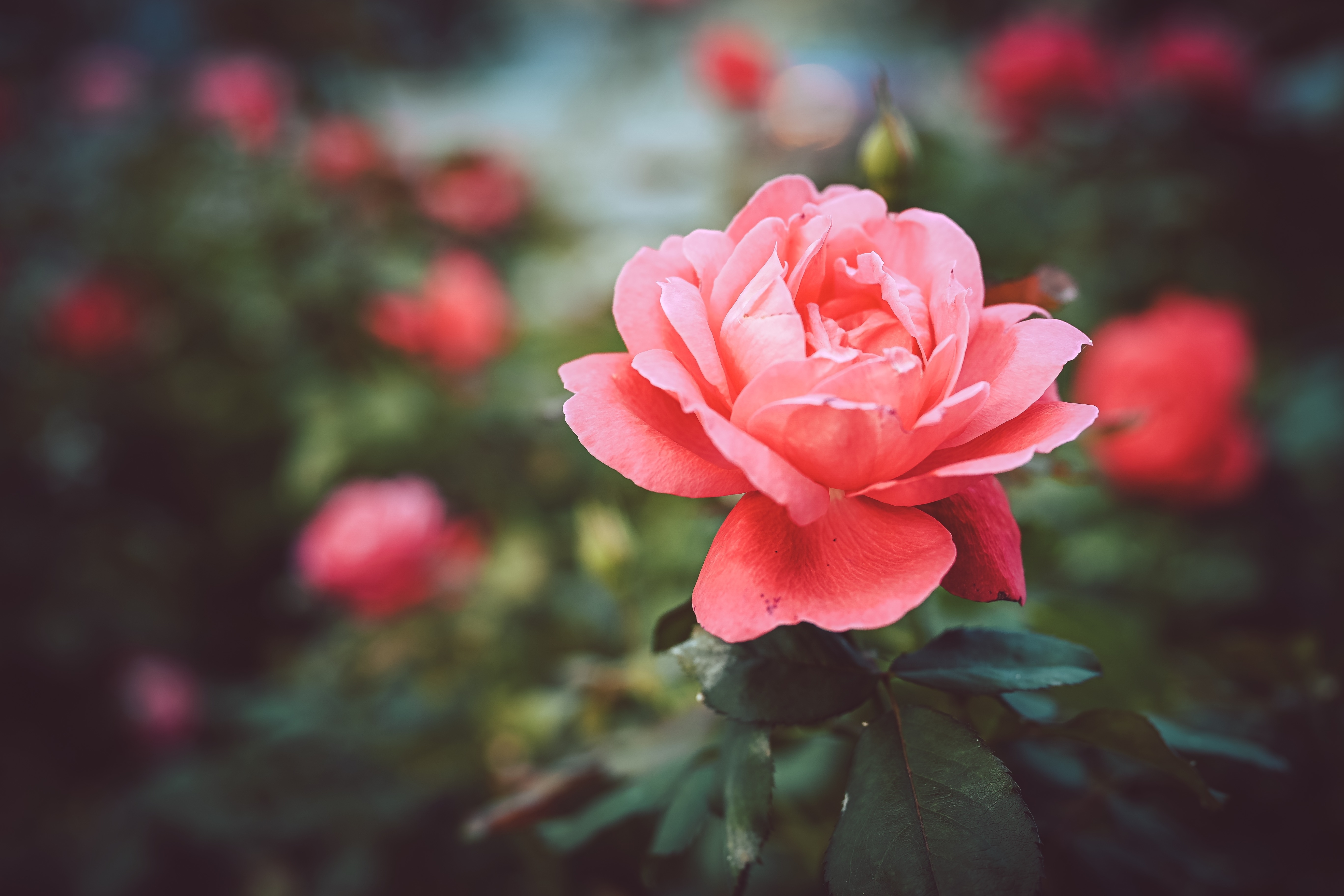 Téléchargez gratuitement l'image Fleurs, Rose, Terre/nature sur le bureau de votre PC