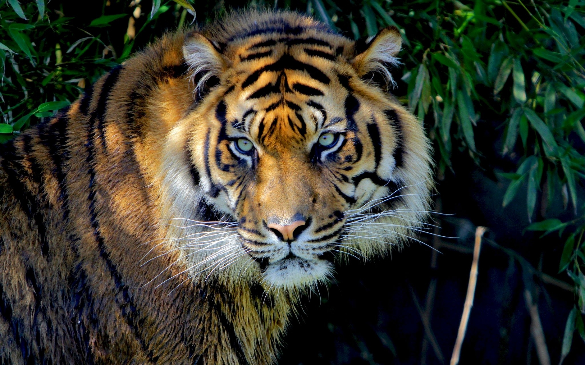 44550 télécharger le fond d'écran tigres, animaux - économiseurs d'écran et images gratuitement