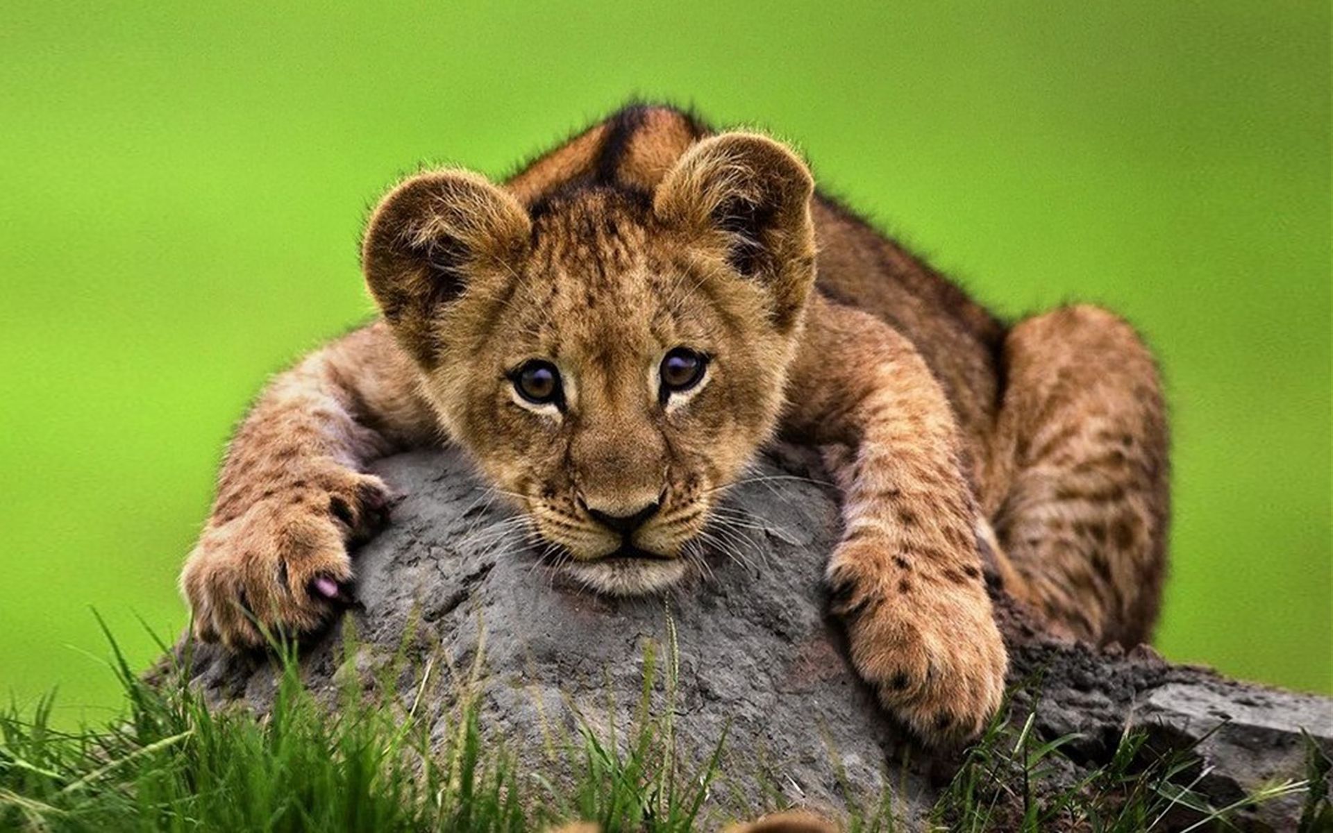 Free download wallpaper Cats, Lion, Animal, Cute, Cub on your PC desktop