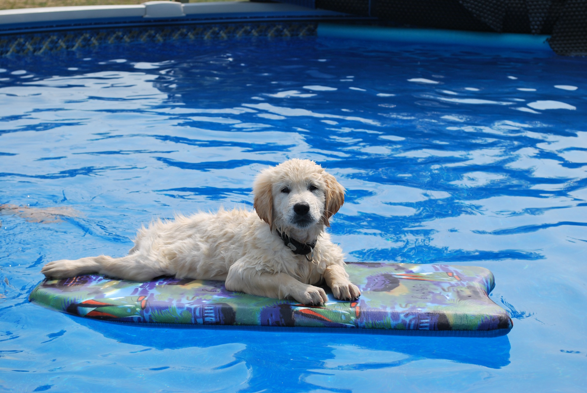 Handy-Wallpaper Tiere, Hunde, Wasser, Hund, Süß, Welpen, Golden Retriever, Schwimmbecken kostenlos herunterladen.