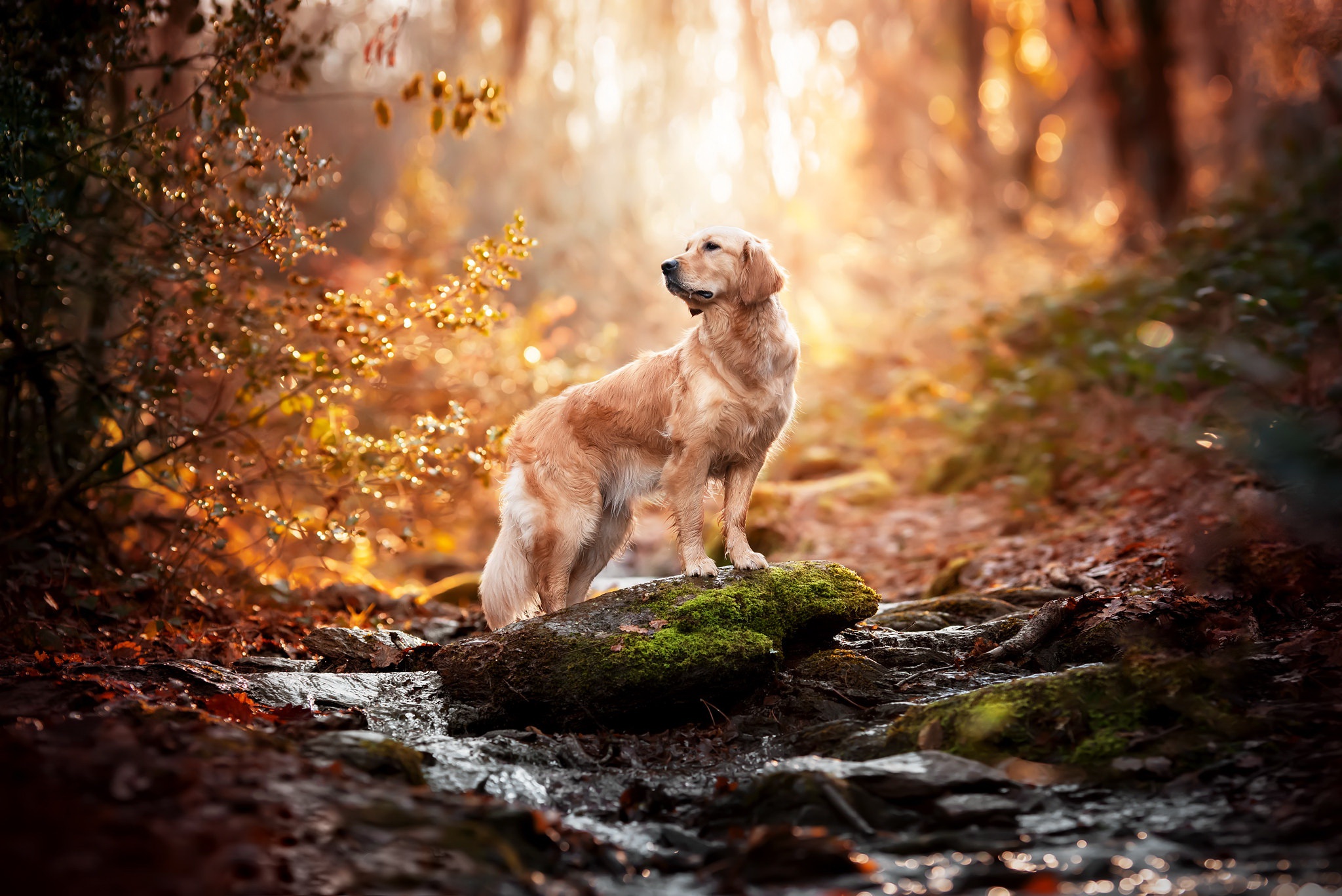 Téléchargez gratuitement l'image Golden Retriever, Chiens, Chien, Animaux sur le bureau de votre PC