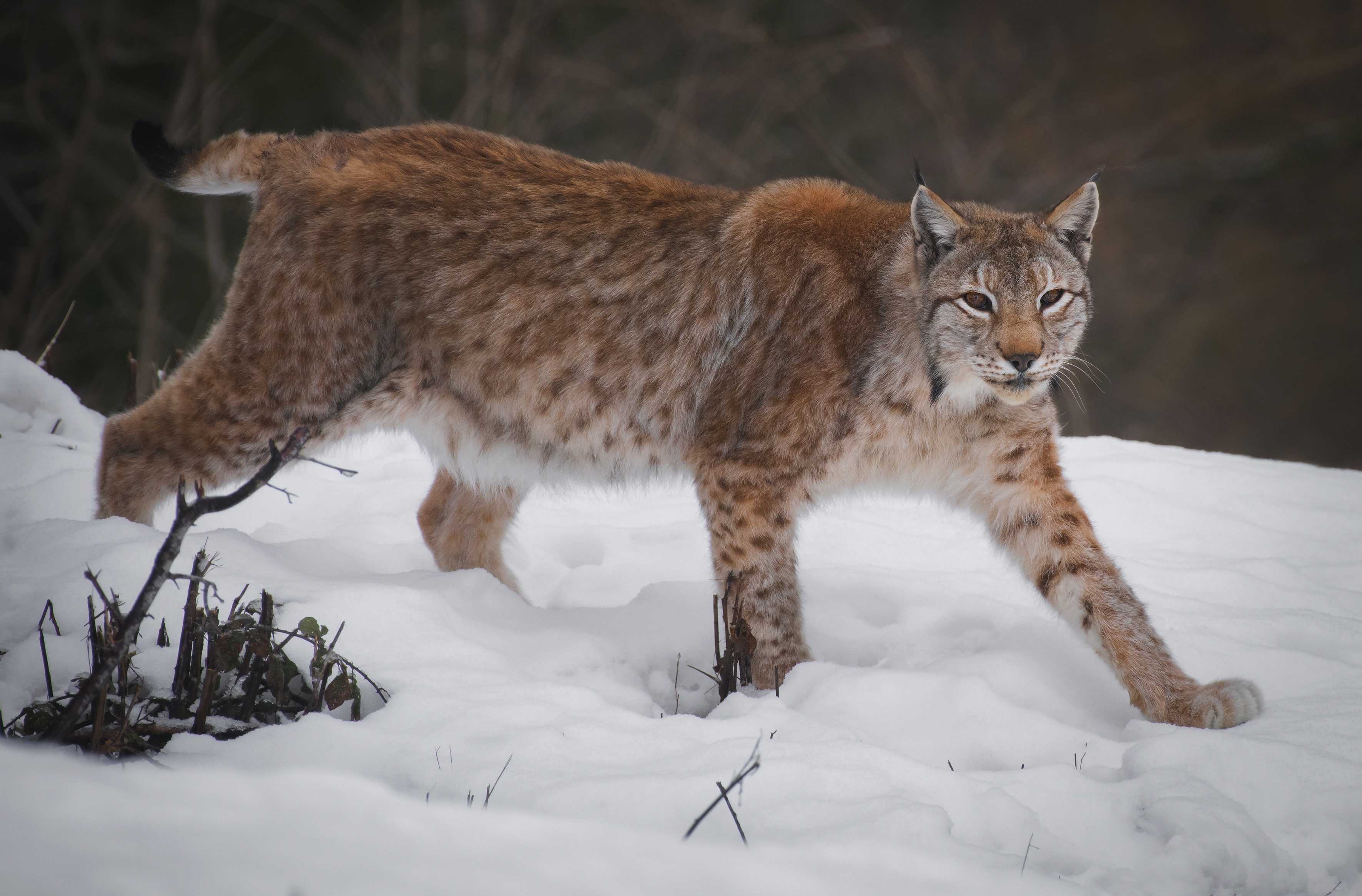 Descarga gratis la imagen Animales, Gatos, Lince en el escritorio de tu PC