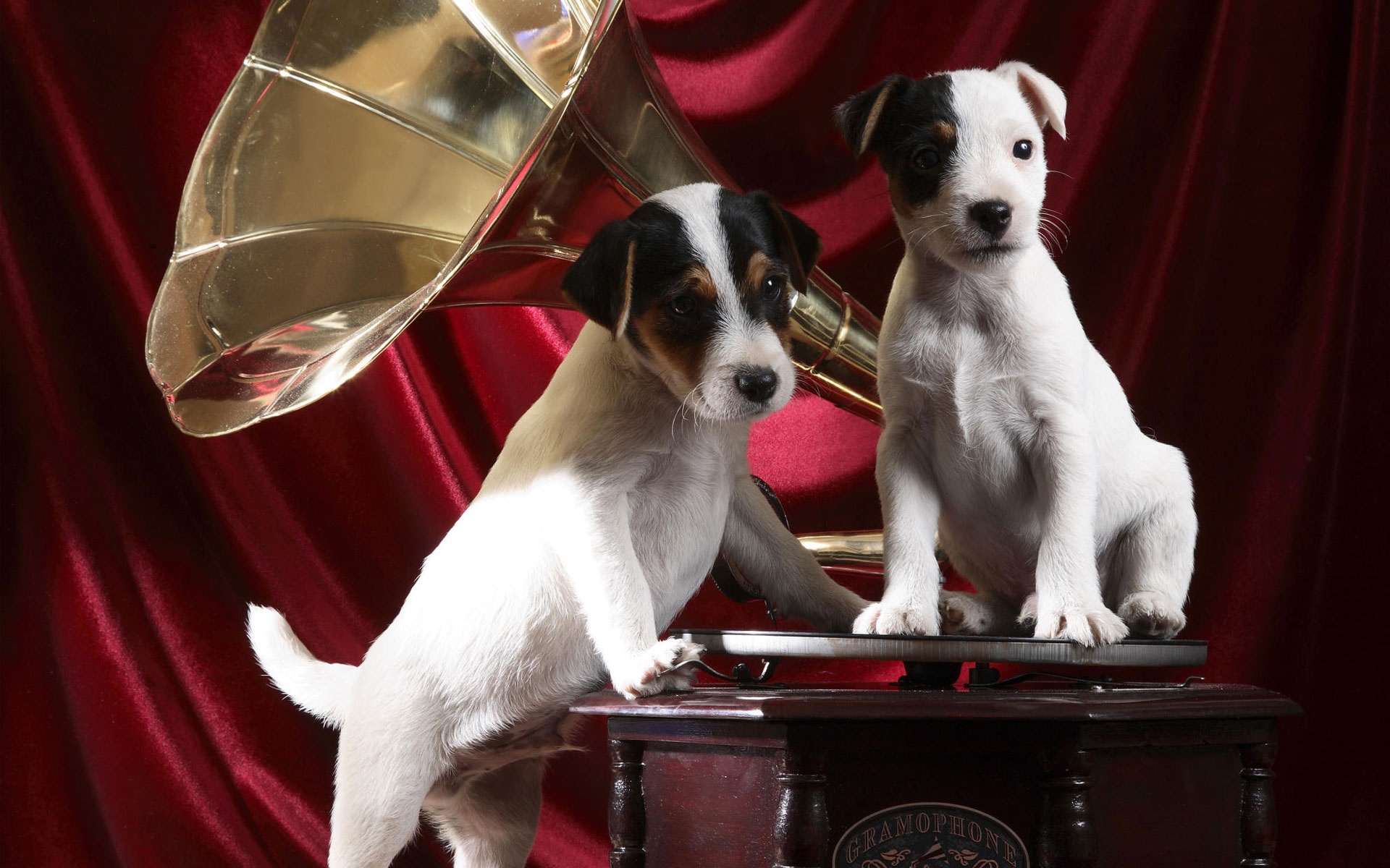 Téléchargez gratuitement l'image Animaux, Chien, Chiot, Mignon sur le bureau de votre PC