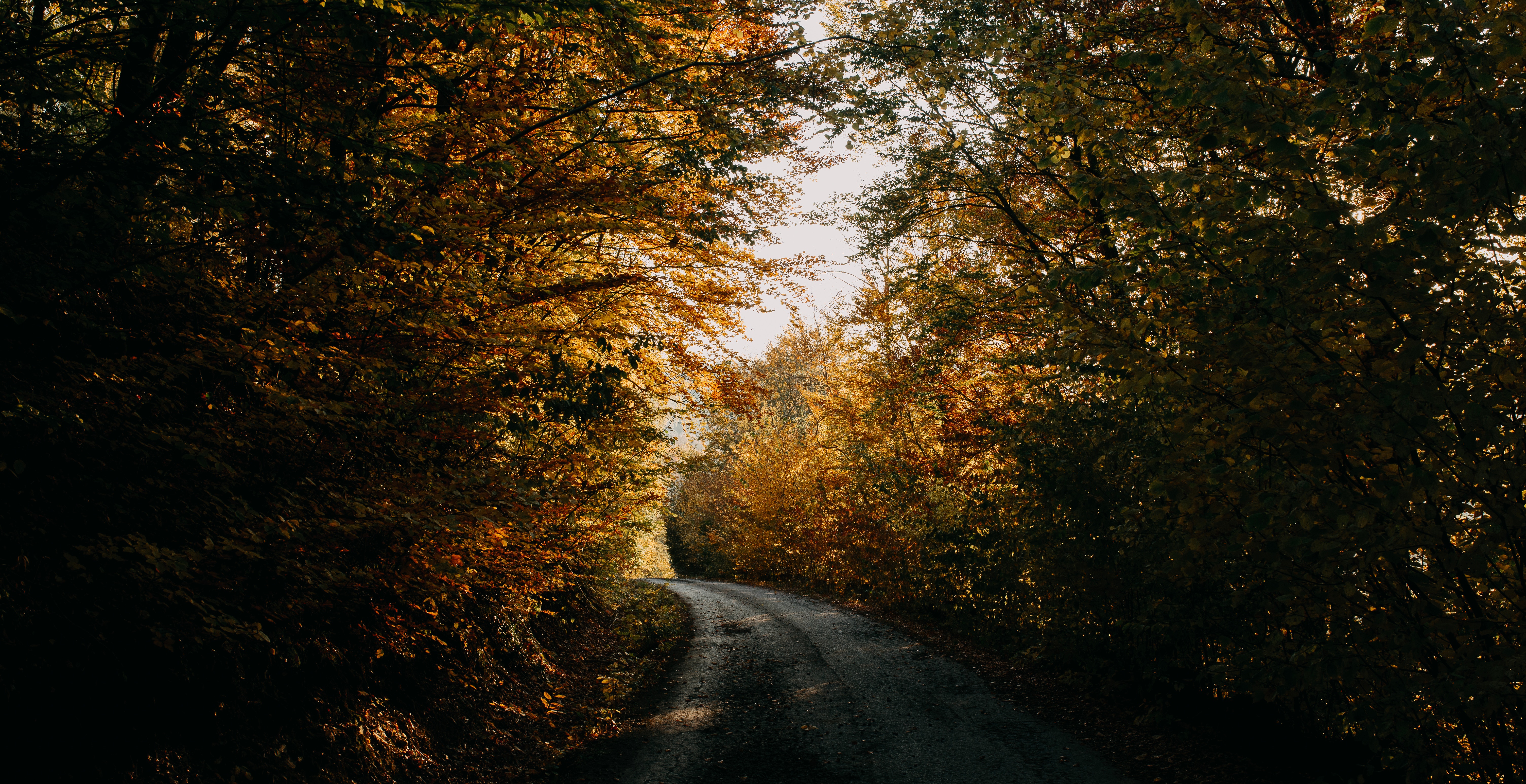 Free download wallpaper Nature, Trees, Road, Forest, Shadows, Autumn on your PC desktop