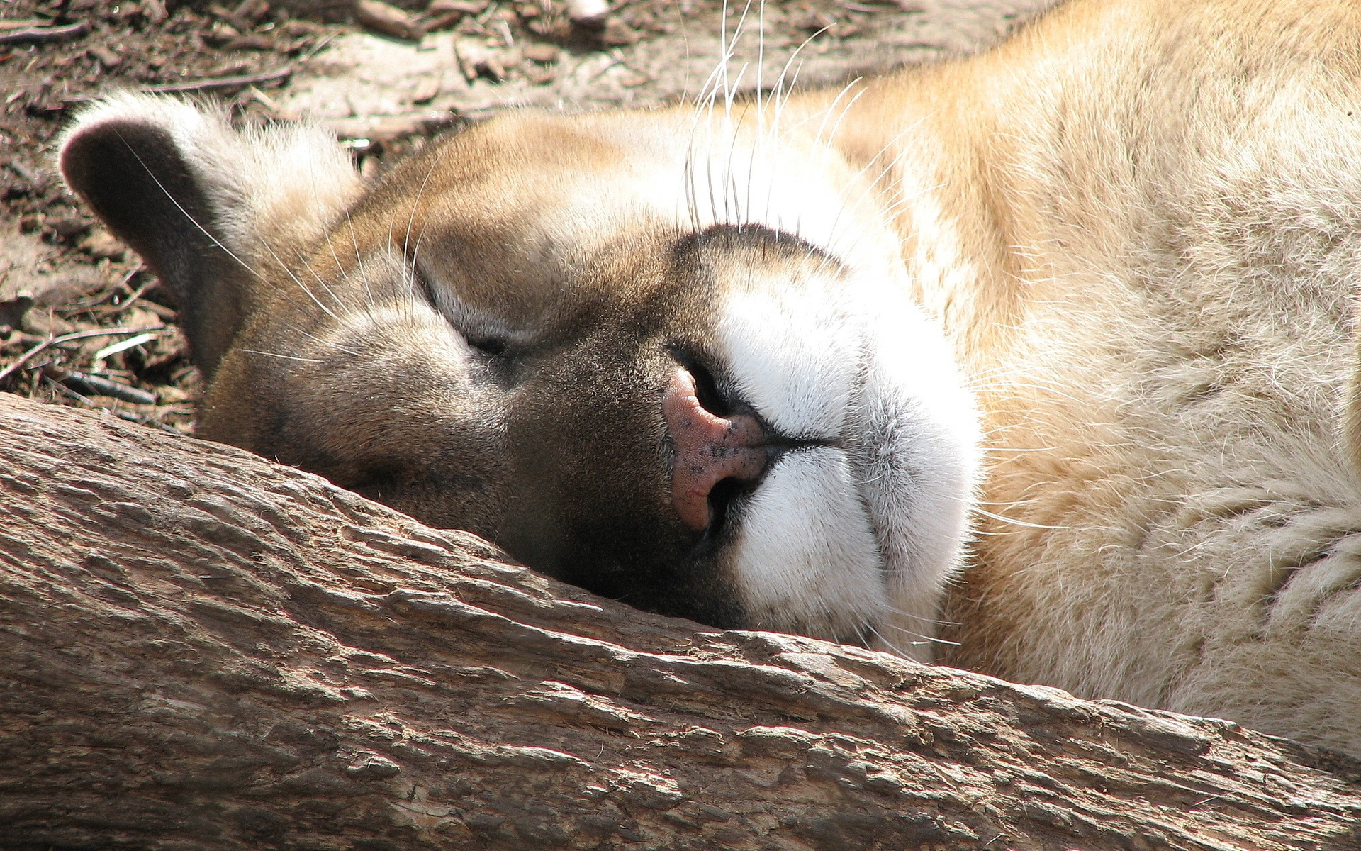 Descarga gratis la imagen Animales, Gatos, Puma en el escritorio de tu PC