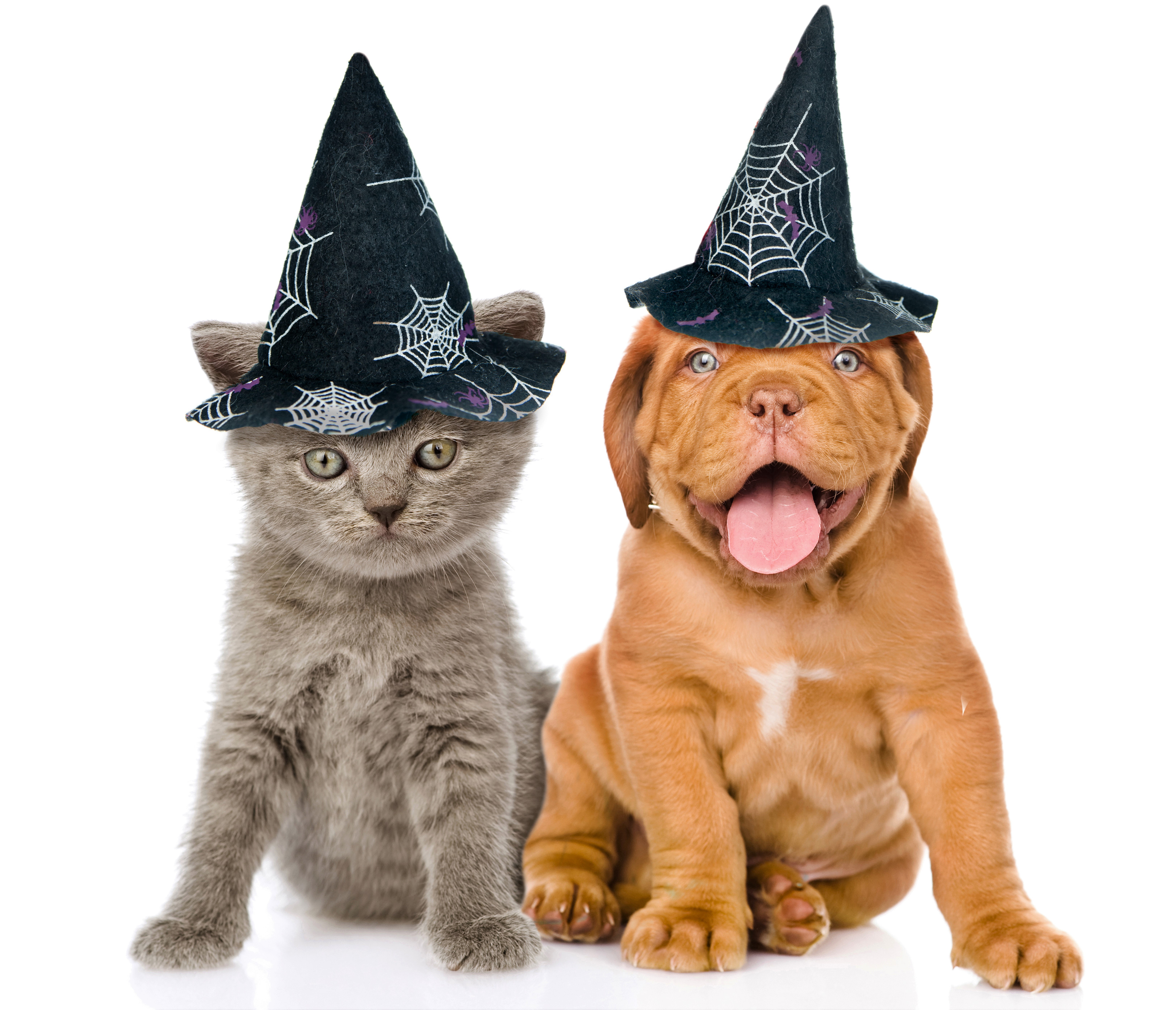 Handy-Wallpaper Tiere, Halloween, Katze, Kätzchen, Hund, Welpen, Tierbaby, Feiertag, Katz & Hund, Hexen Hut kostenlos herunterladen.