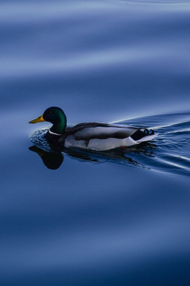 Download mobile wallpaper Birds, Water, Animal, Duck for free.