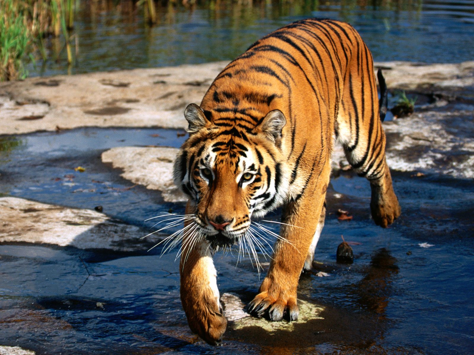 Free download wallpaper Tiger, Animal on your PC desktop