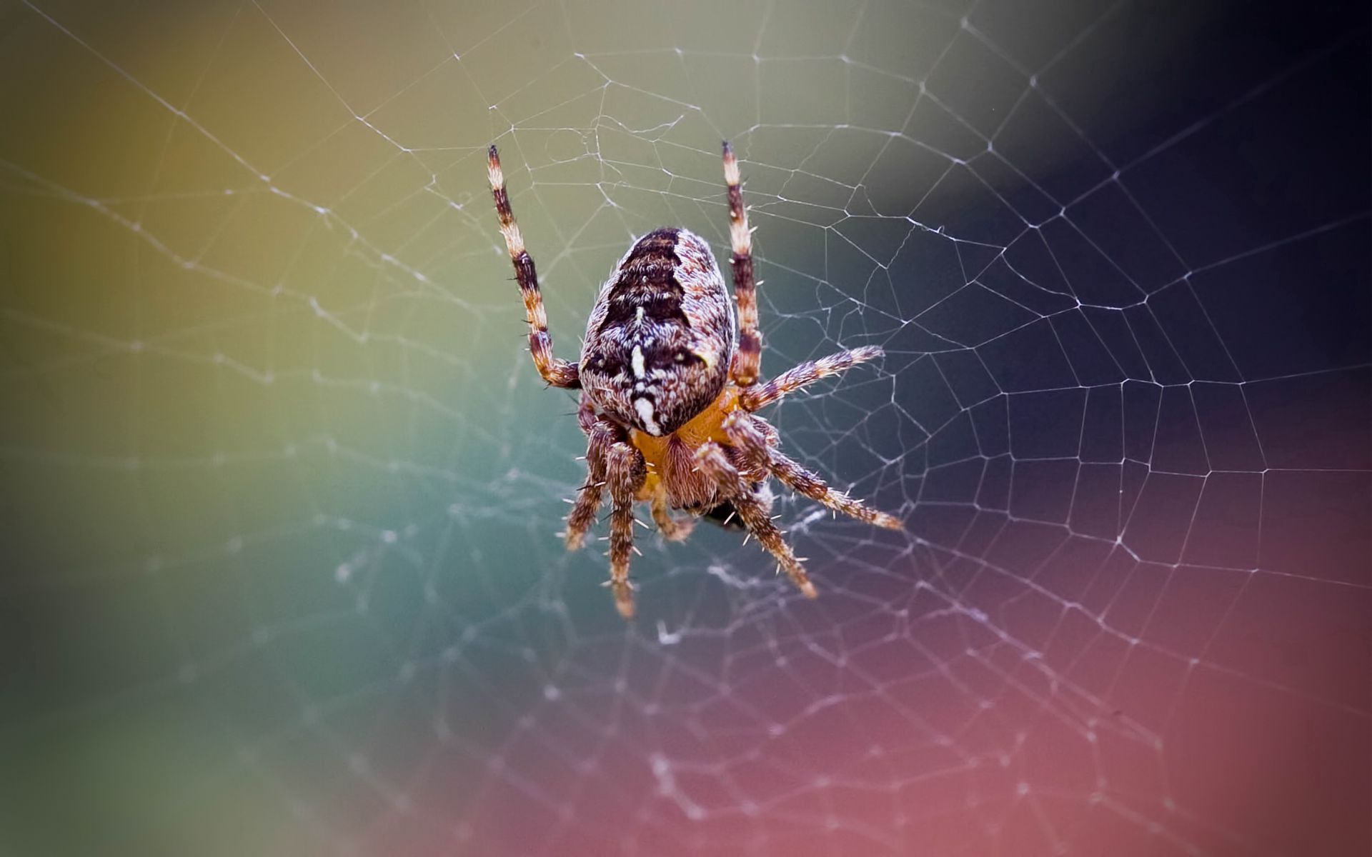Free download wallpaper Macro, Insect, Web, Spider, Grid on your PC desktop
