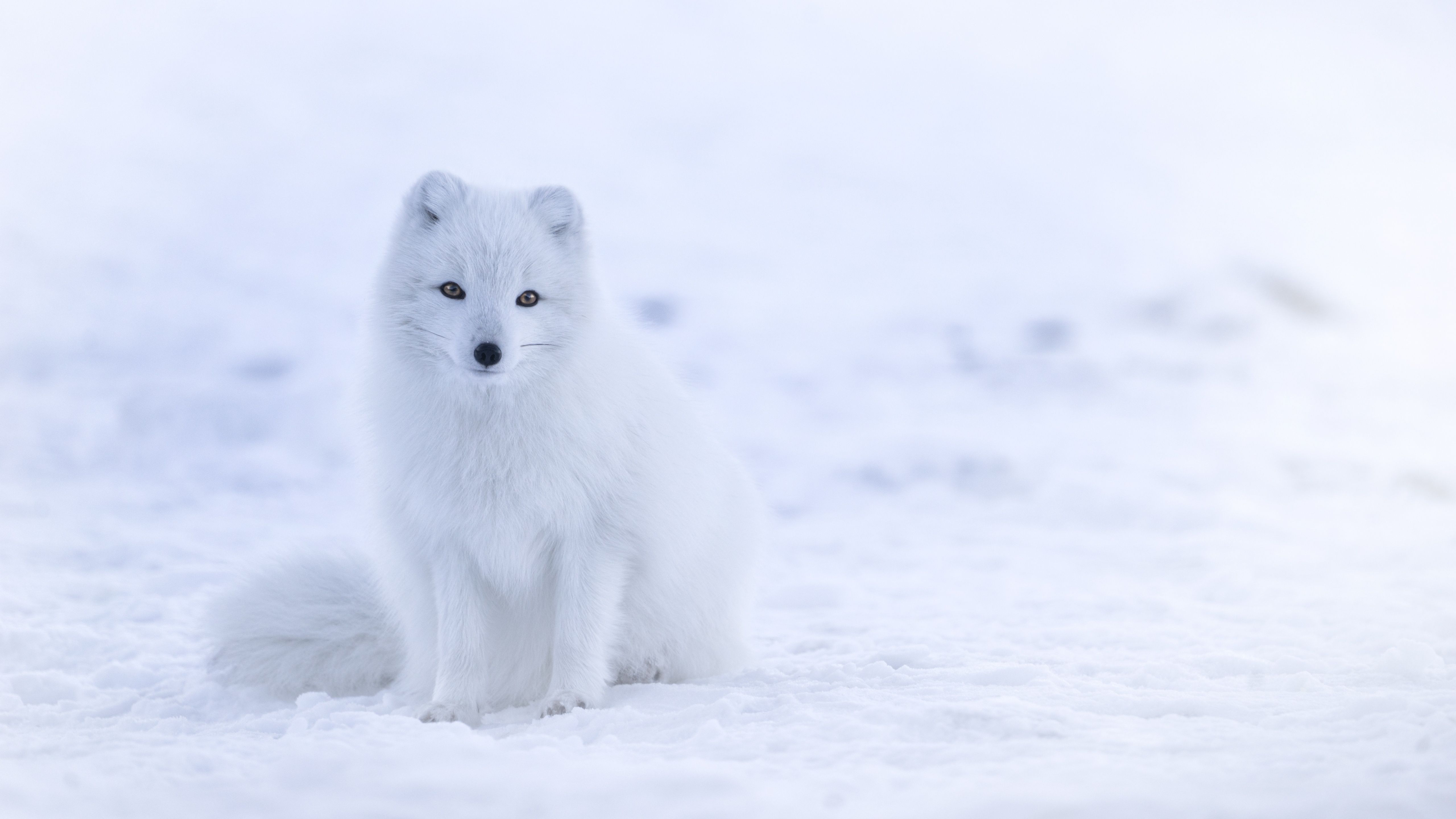 Скачать картинку Животные, Собаки, Снег, Белый, Арктическая Лиса в телефон бесплатно.