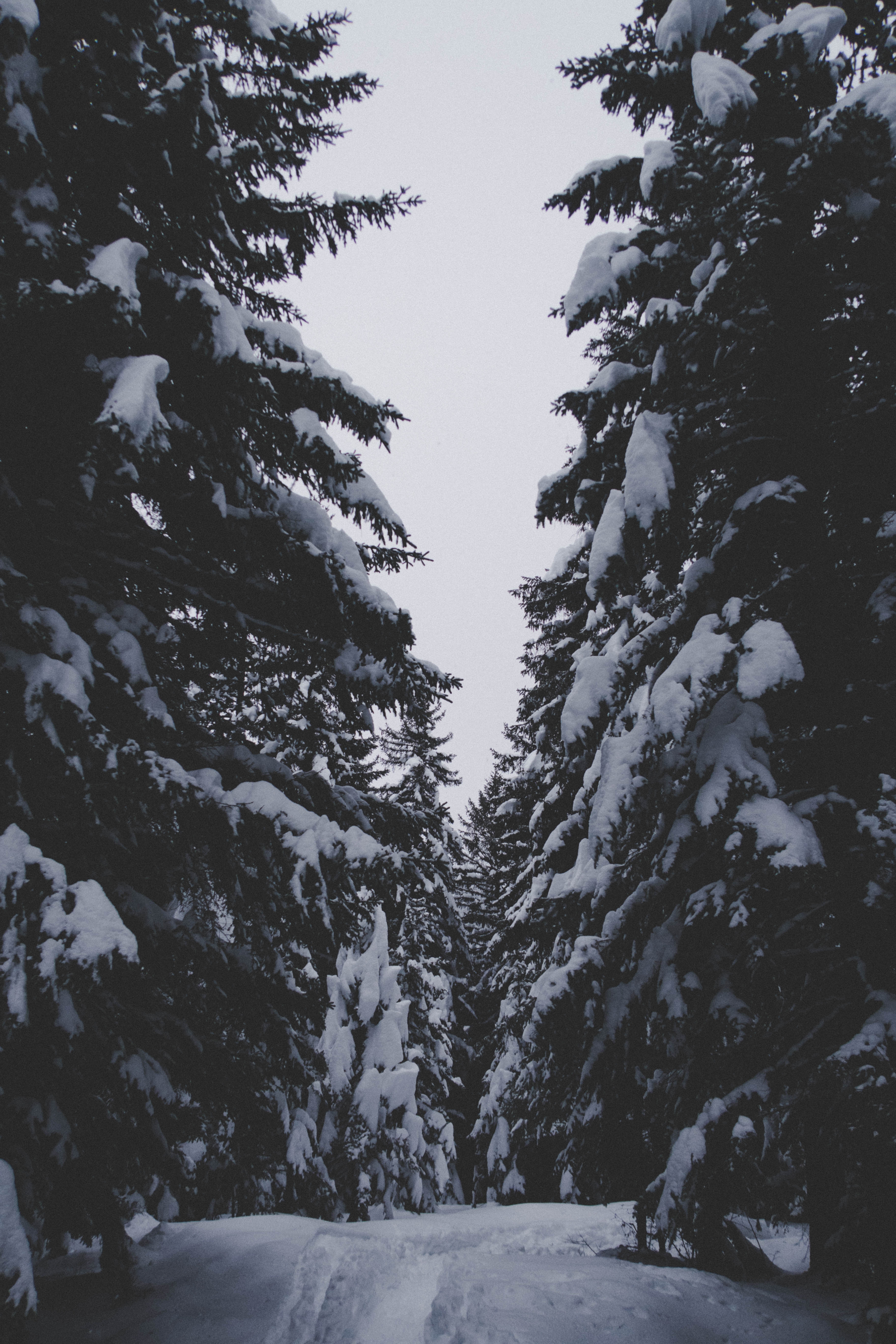 85506 завантажити картинку зима, природа, дерева, сніг, ліс, прохід, проходження - шпалери і заставки безкоштовно