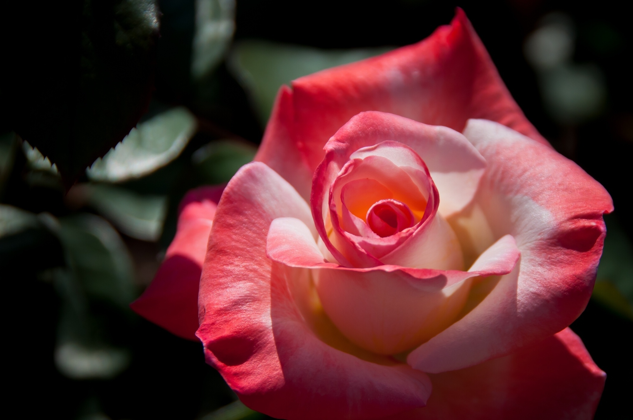 Téléchargez gratuitement l'image Fleurs, Rose, Fleur, Macro, Bourgeon, Pétale, Terre/nature sur le bureau de votre PC