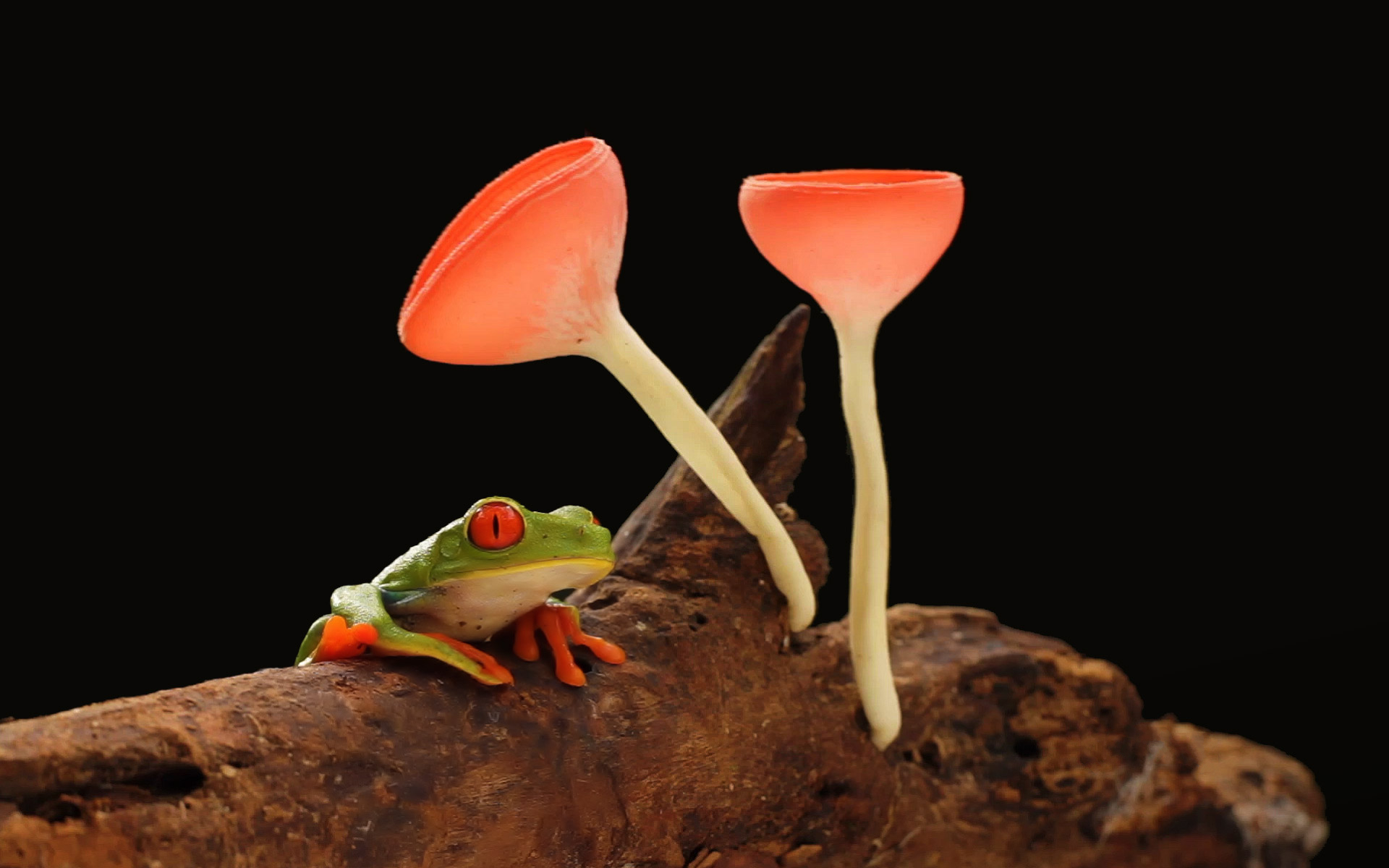 Download mobile wallpaper Frogs, Animal, Mushroom, Frog, Red Eyed Tree Frog for free.