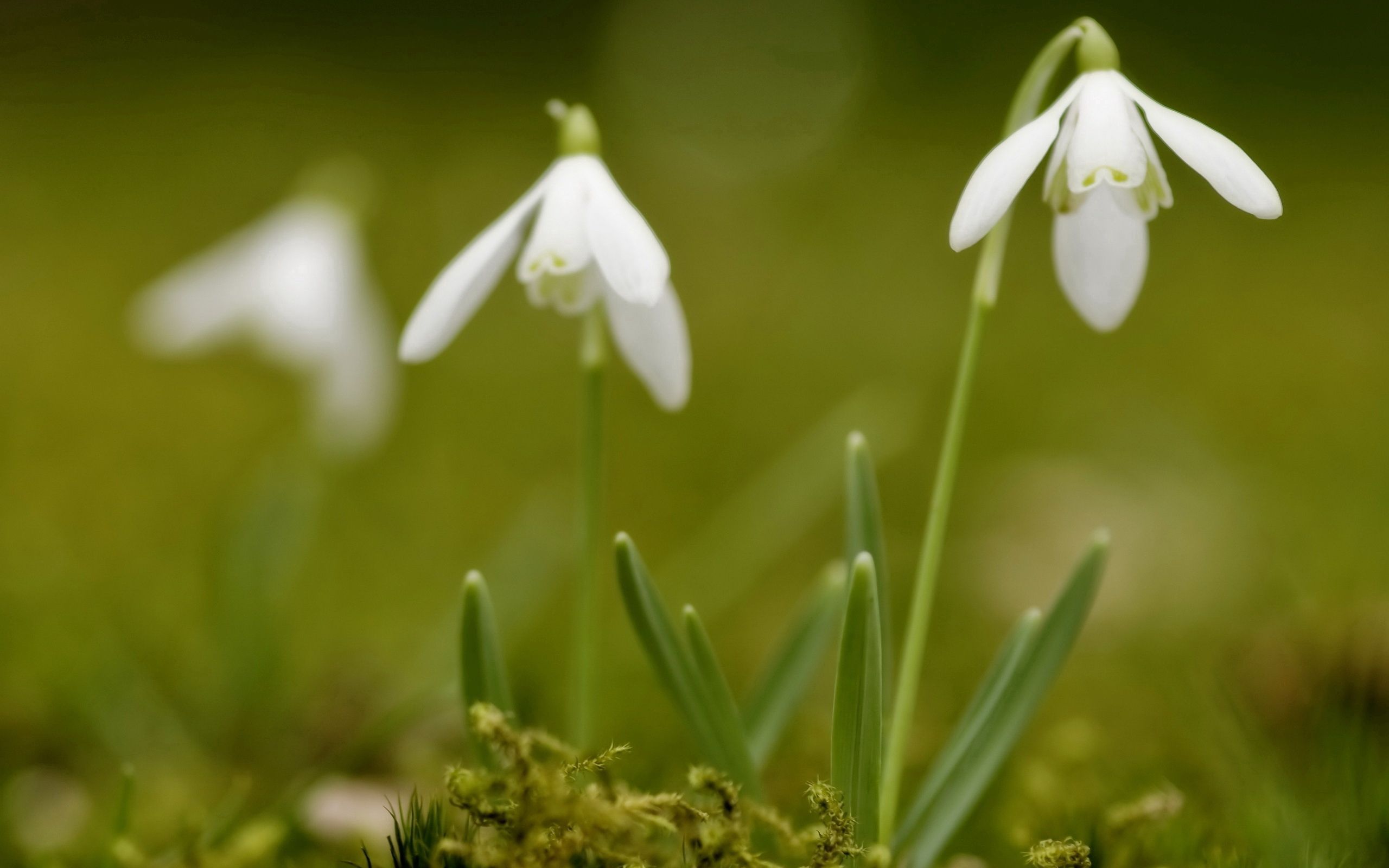flowers, snowdrops, greens, spring