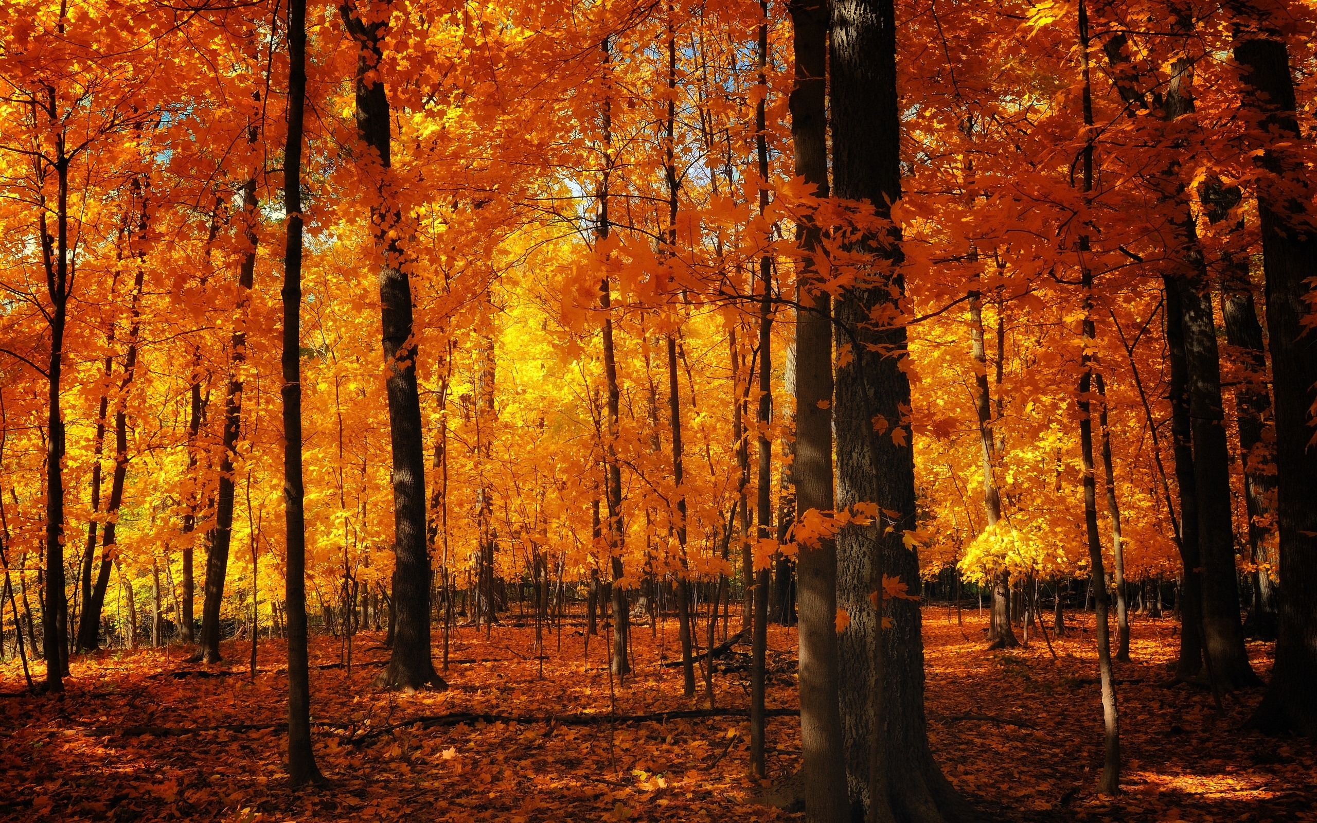 PCデスクトップに風景, 木, 秋, オレンジ画像を無料でダウンロード