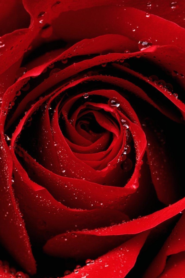 Download mobile wallpaper Flowers, Rose, Earth, Red Rose for free.