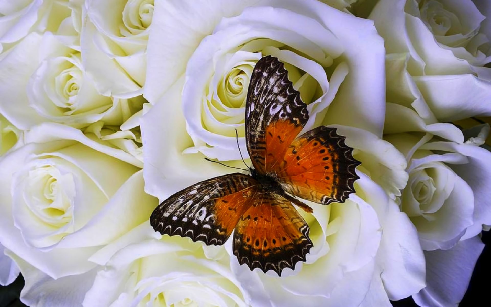 1501652 завантажити шпалери метелик, художній, квітка, роза, біла троянда - заставки і картинки безкоштовно