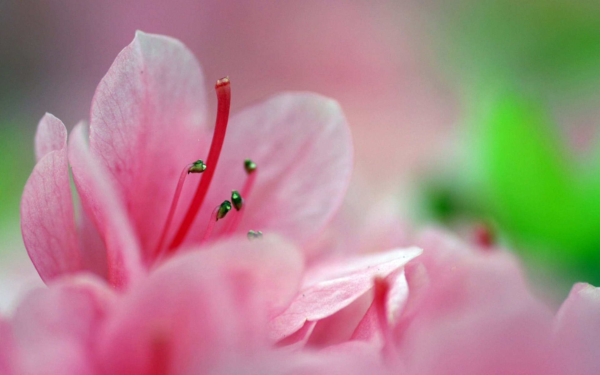 Descarga gratis la imagen Flores, Flor, Tierra/naturaleza en el escritorio de tu PC