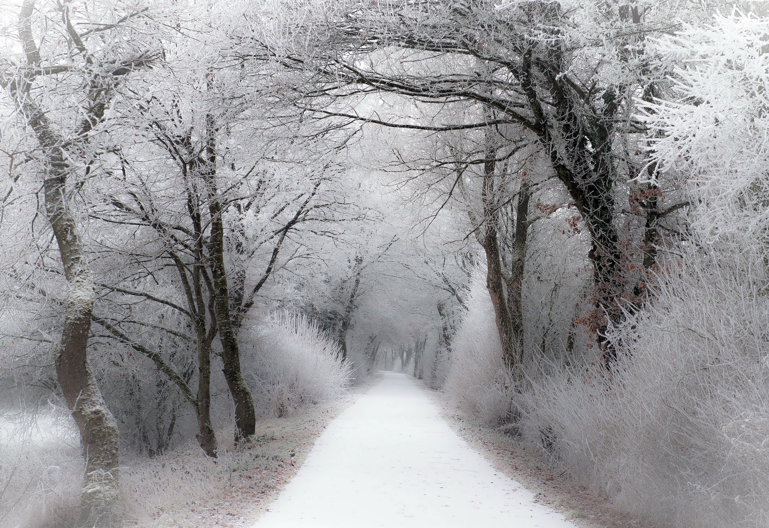 Free download wallpaper Winter, Nature, Snow, Tree, Earth, Path on your PC desktop