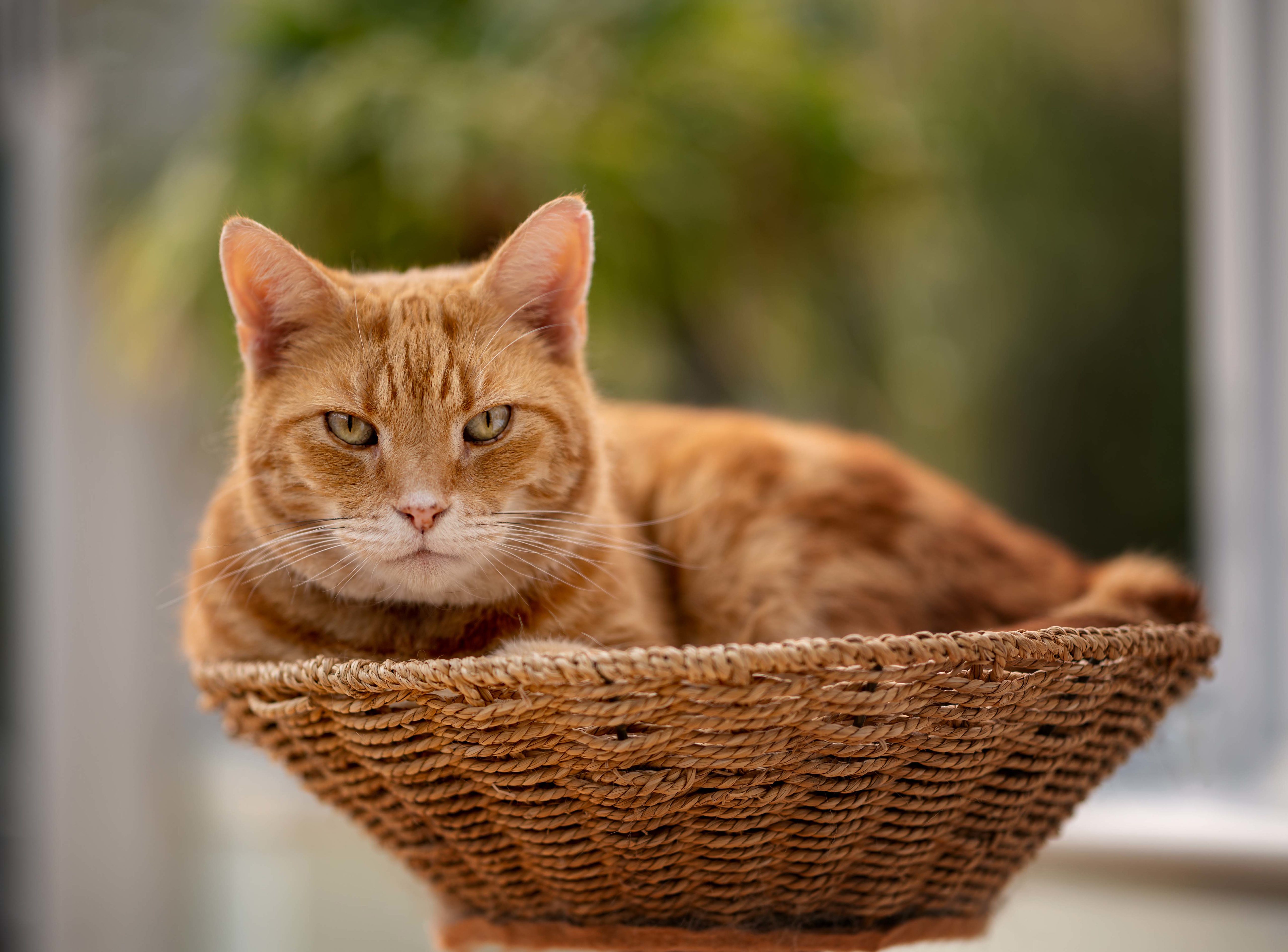 Baixe gratuitamente a imagem Animais, Gatos, Gato, Olhar Fixamente na área de trabalho do seu PC