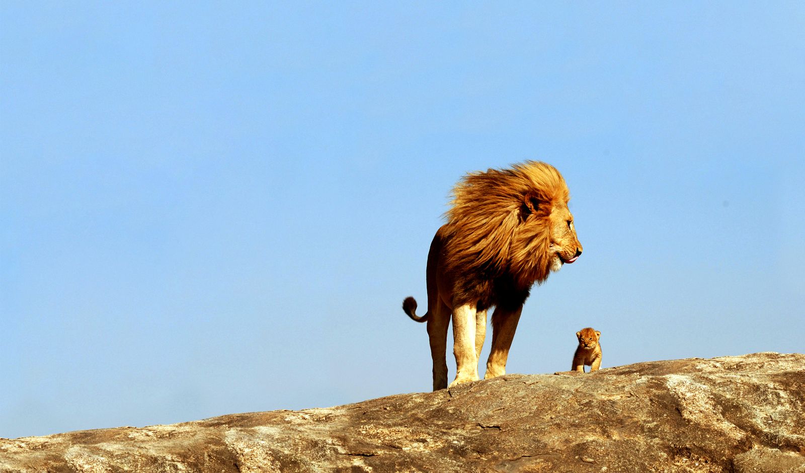 Téléchargez gratuitement l'image Animaux, Lion sur le bureau de votre PC