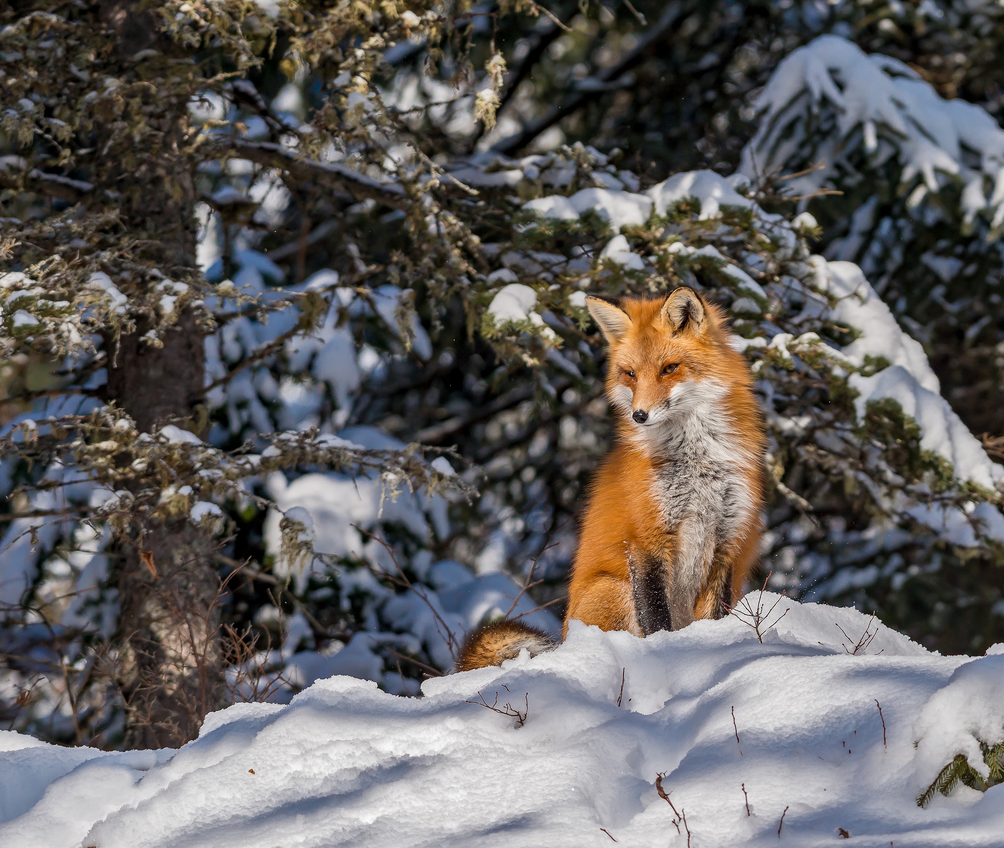 Free download wallpaper Winter, Snow, Fox, Animal on your PC desktop