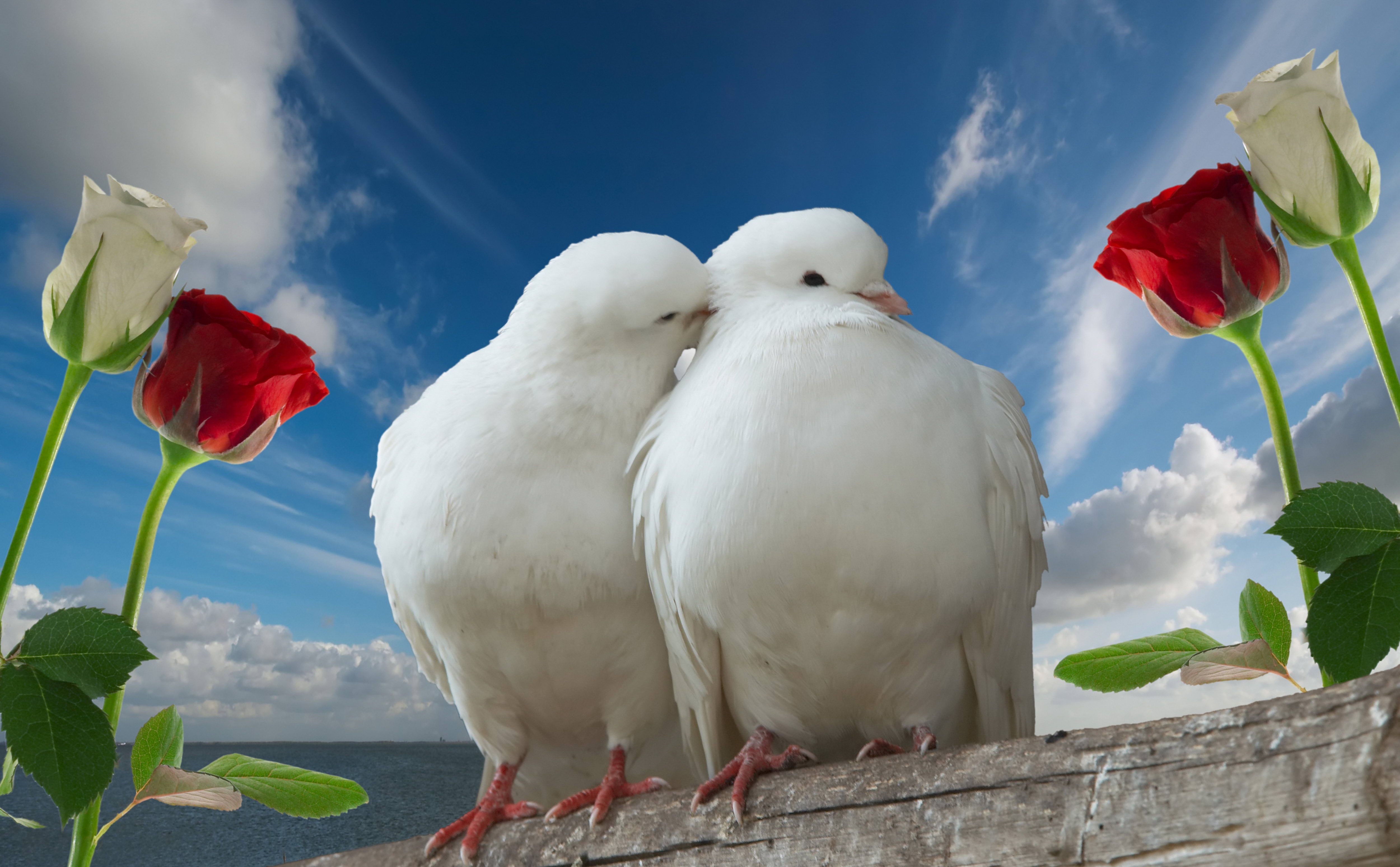 love, roses, animals, sky, pigeons, couple, pair