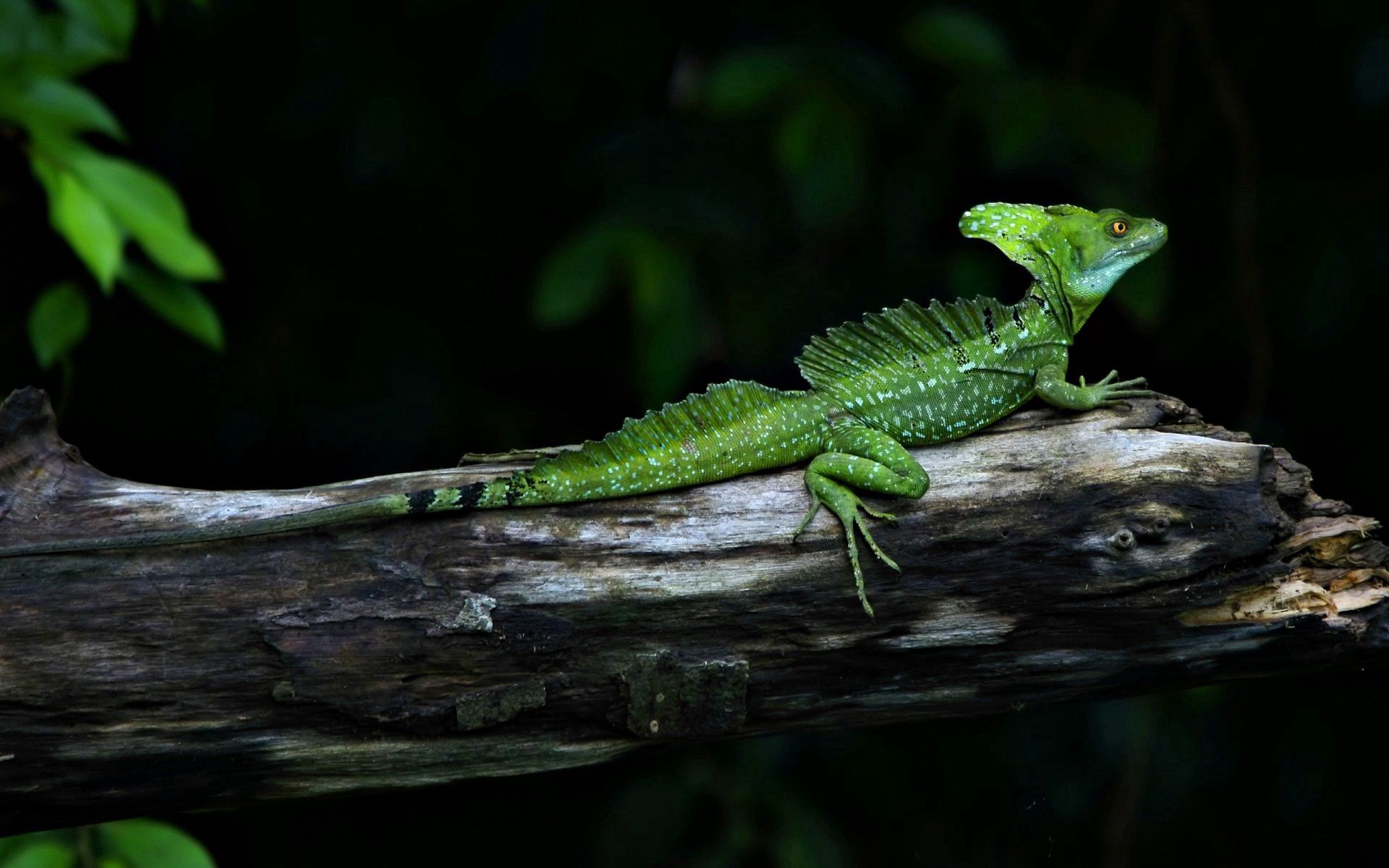 Free download wallpaper Animals, Branches, Shadow, Lizard, Reptile, Crawl, Log on your PC desktop