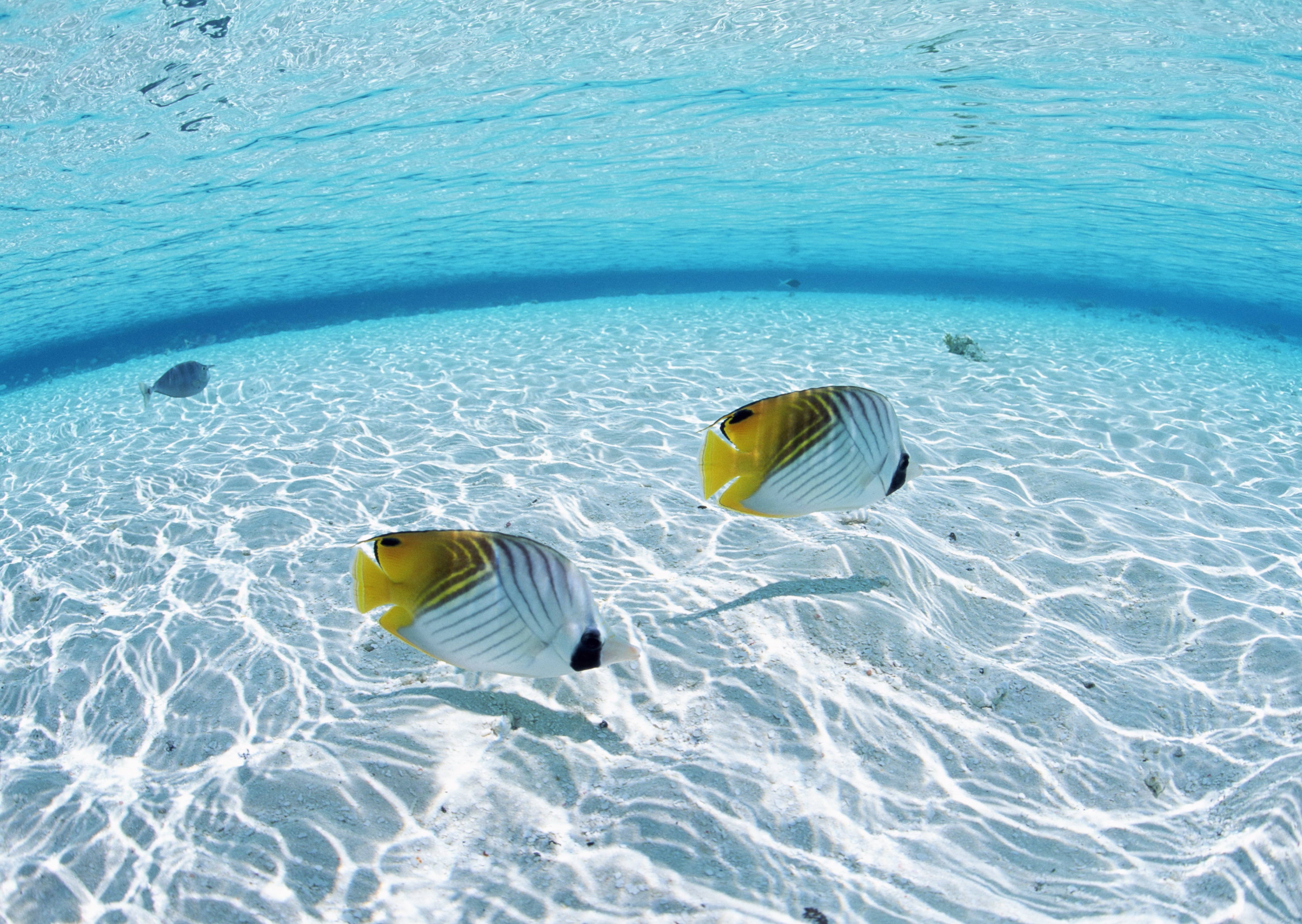 bottom, butterflies, animals, fishes, sea, couple, pair, shallow water, shoal