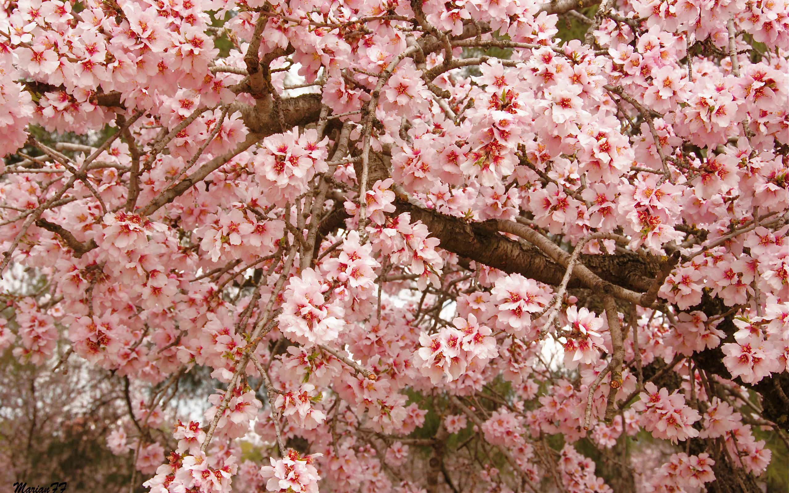 Download mobile wallpaper Sakura, Earth for free.