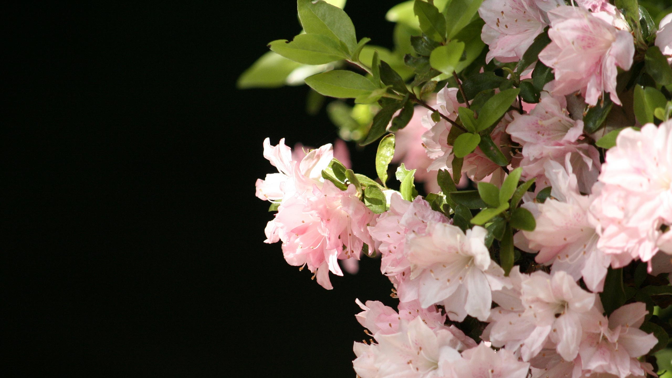 Téléchargez gratuitement l'image Fleurs, Fleur, Terre/nature sur le bureau de votre PC