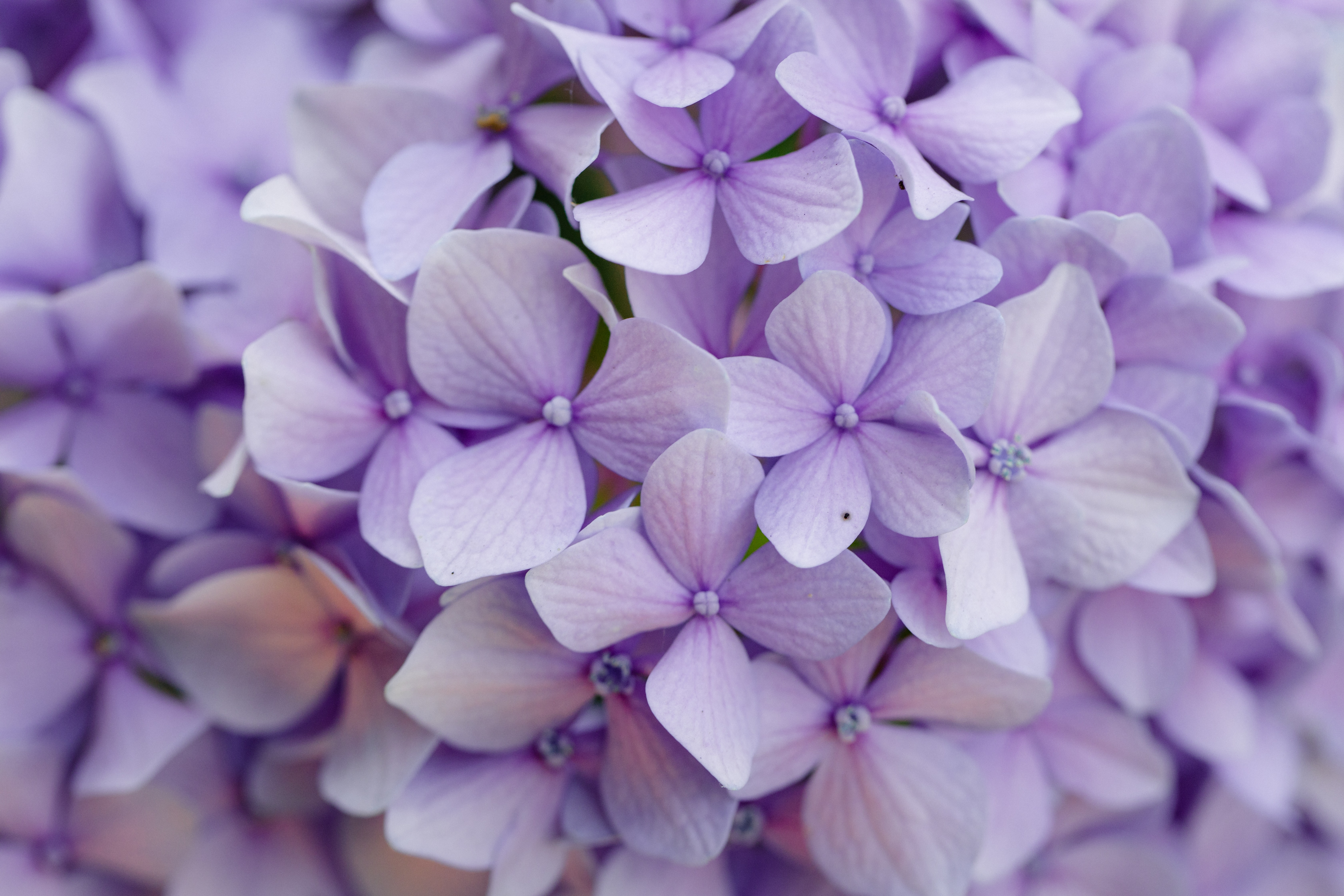 Download mobile wallpaper Petals, Flowers, Macro, Violet, Hydrangea, Purple for free.