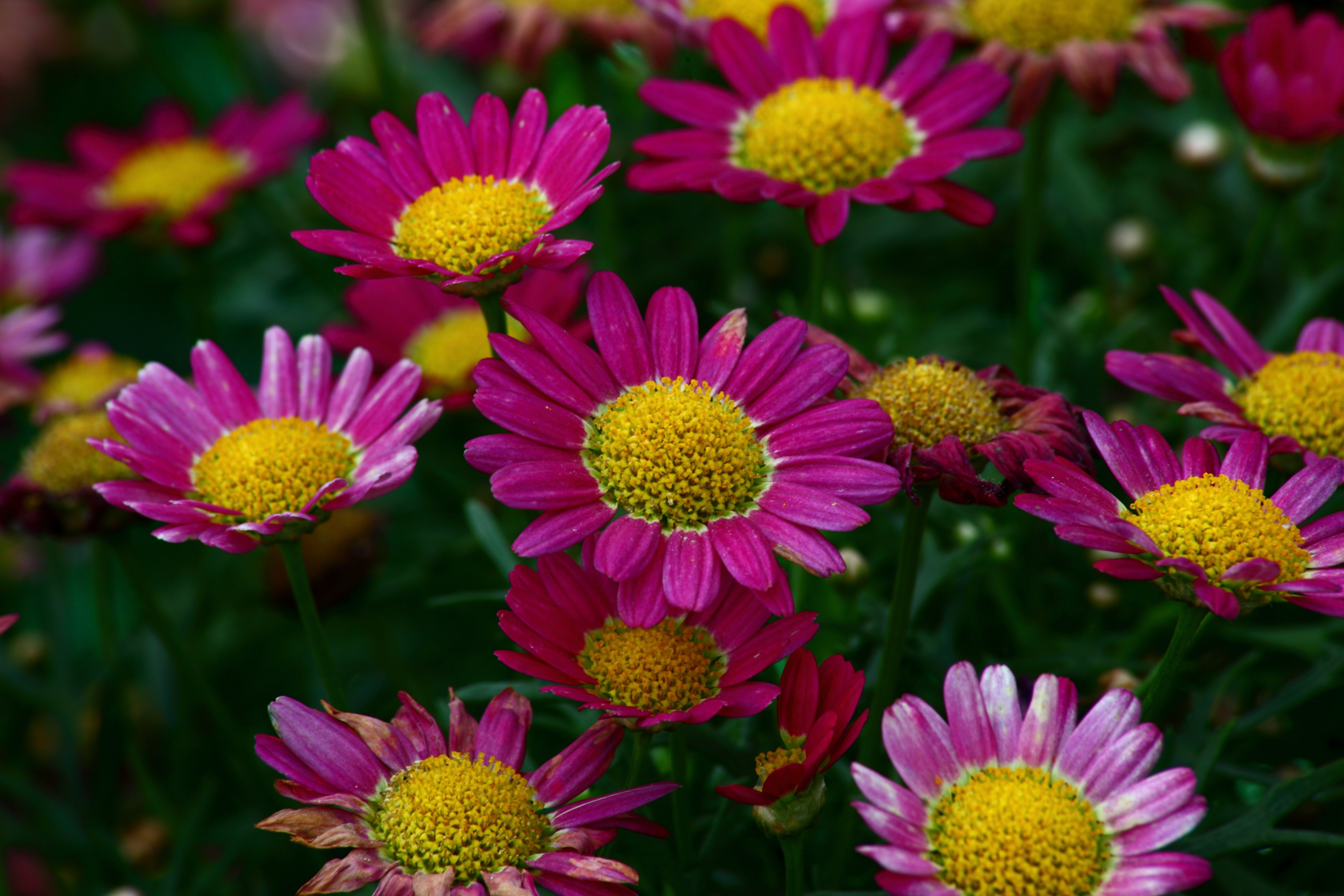 Descarga gratuita de fondo de pantalla para móvil de Flores, Flor, Flor Purpura, Tierra/naturaleza.