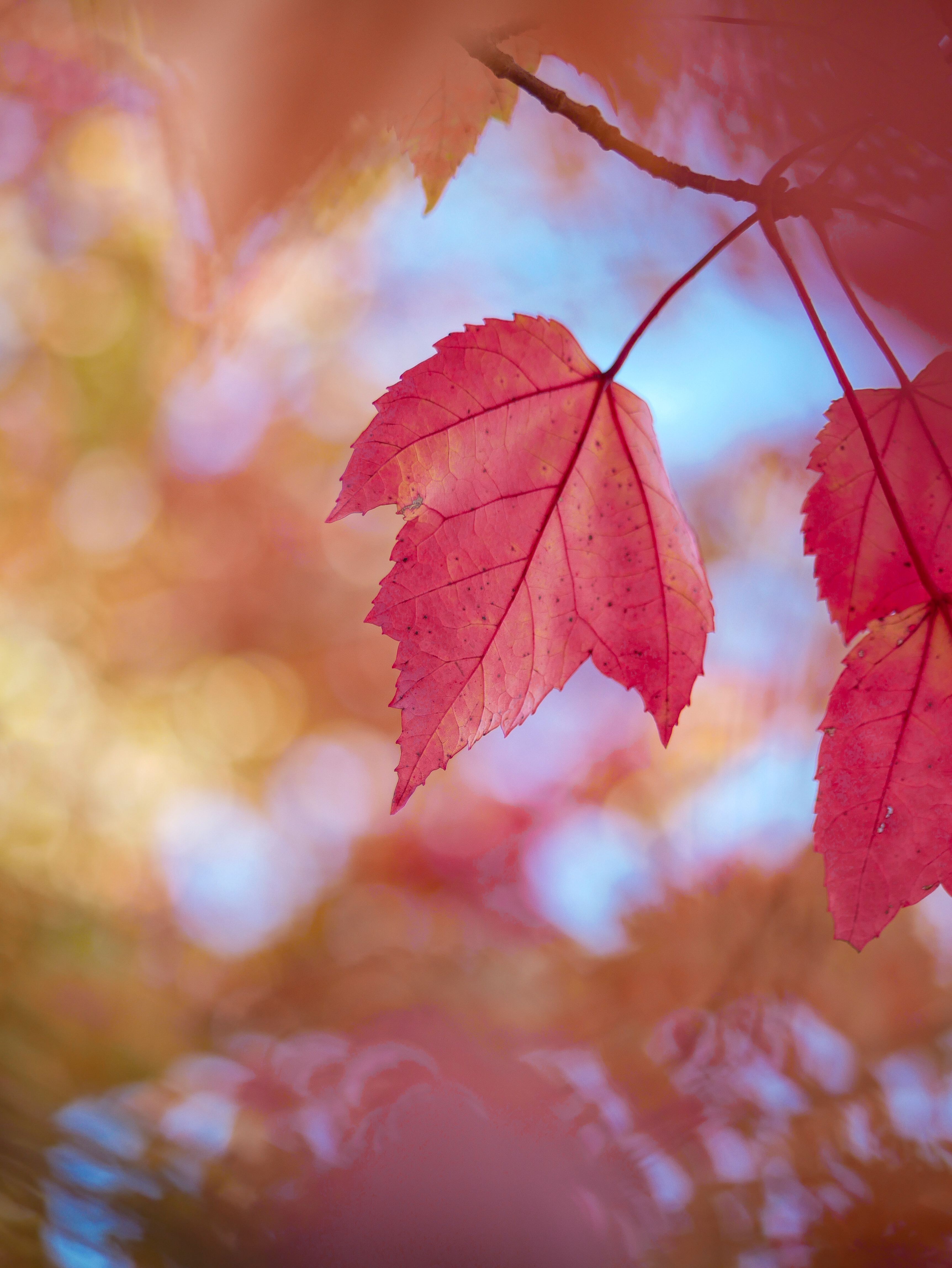 nature, autumn, leaves, red, macro, dry desktop HD wallpaper
