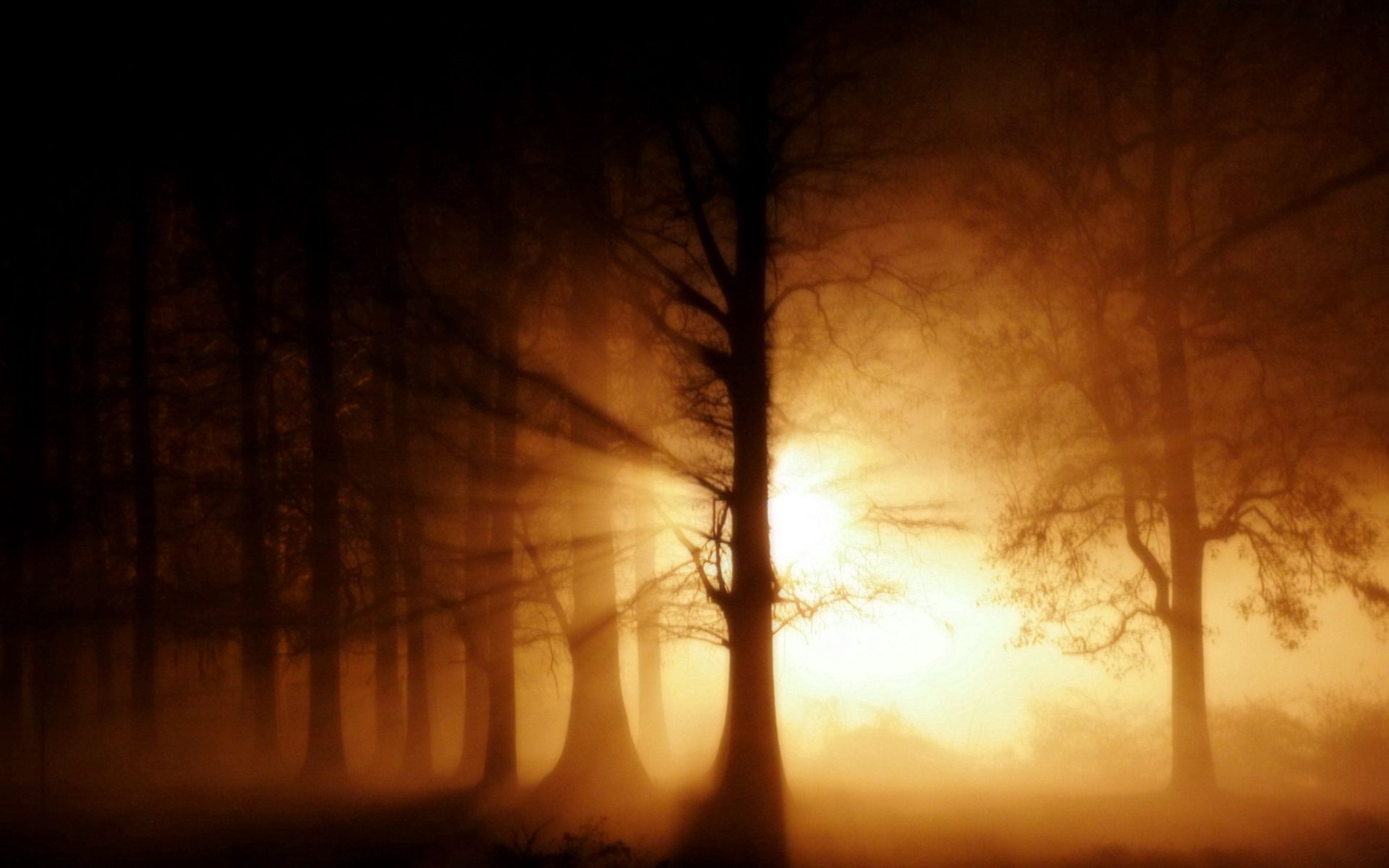 Free download wallpaper Nature, Trees, Shine, Beams, Rays, Forest, Light on your PC desktop