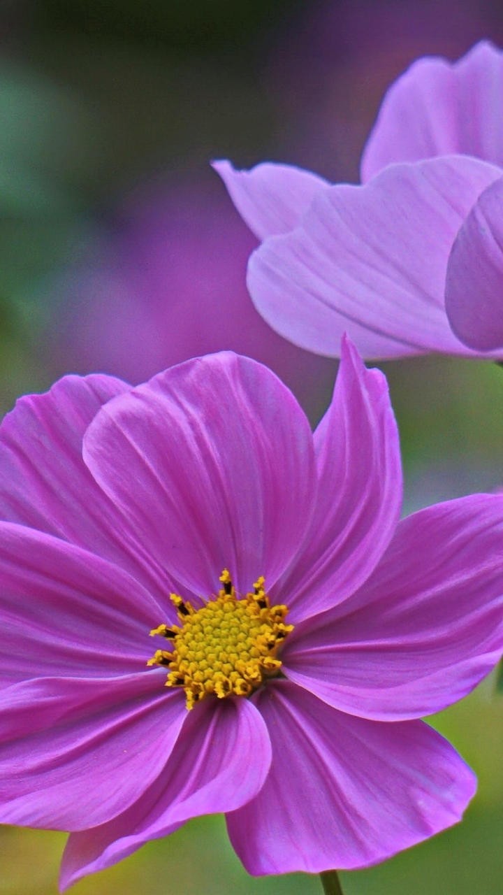Download mobile wallpaper Flowers, Flower, Earth, Cosmos, Purple Flower for free.