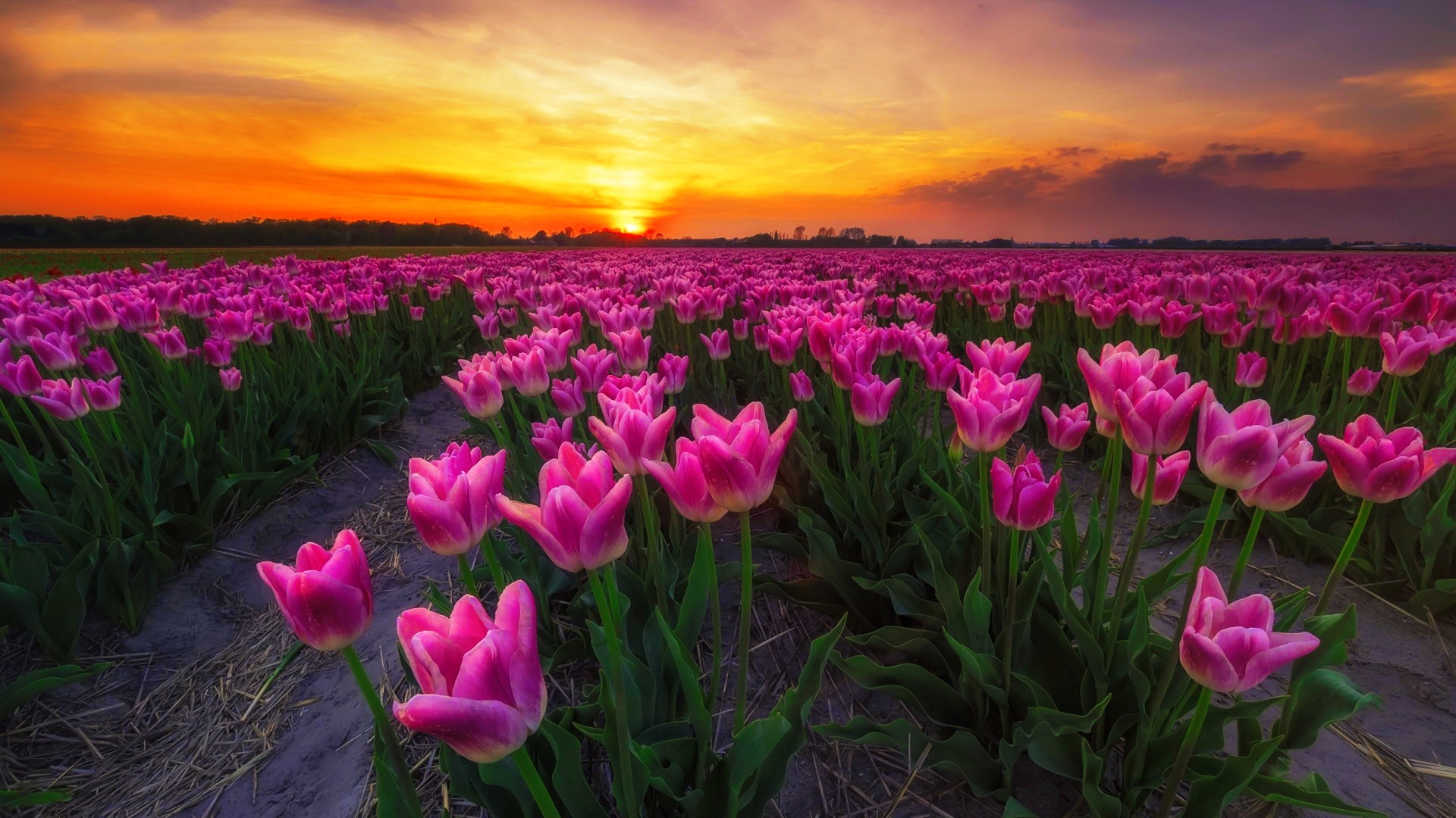 Download mobile wallpaper Flowers, Sunset, Sky, Sun, Flower, Earth, Tulip, Pink Flower for free.