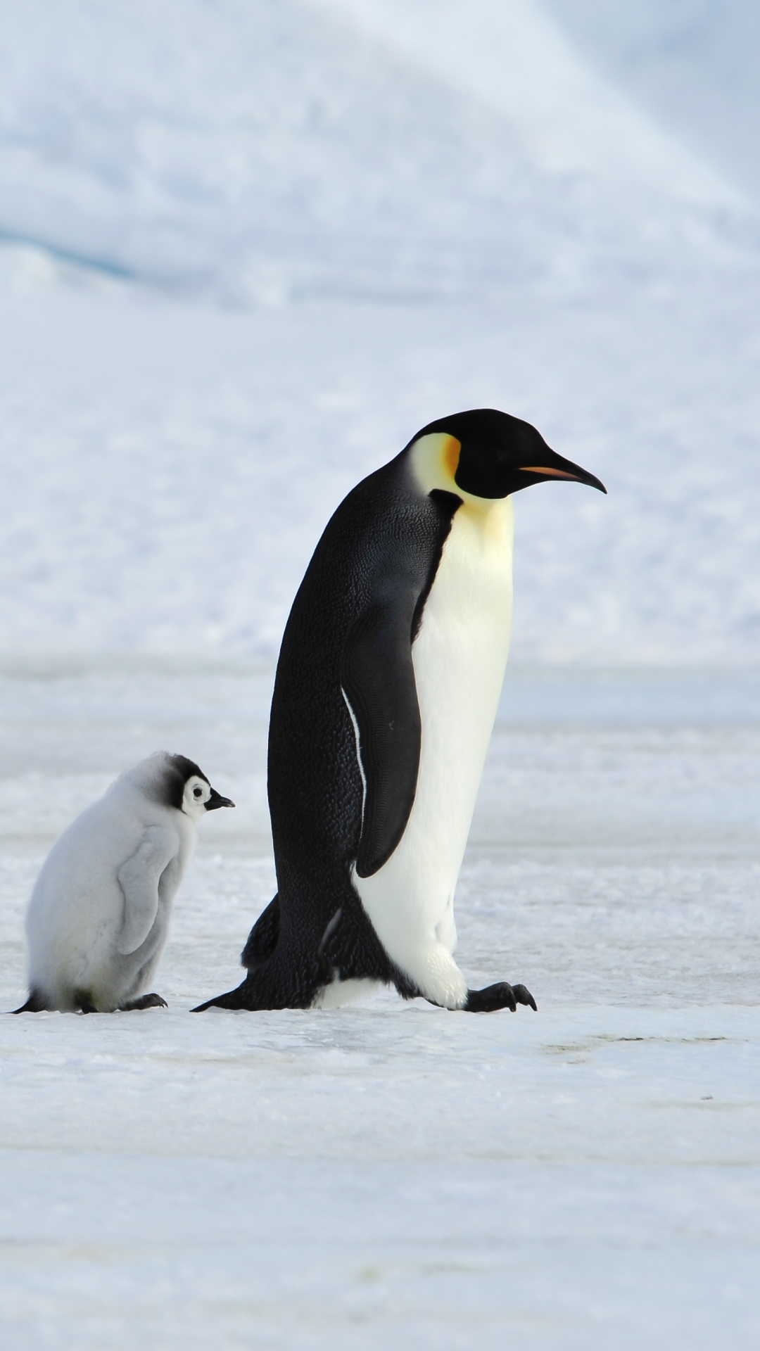 Descarga gratuita de fondo de pantalla para móvil de Animales, Pingüino, Polluelo, Aves, Bebe Animal.