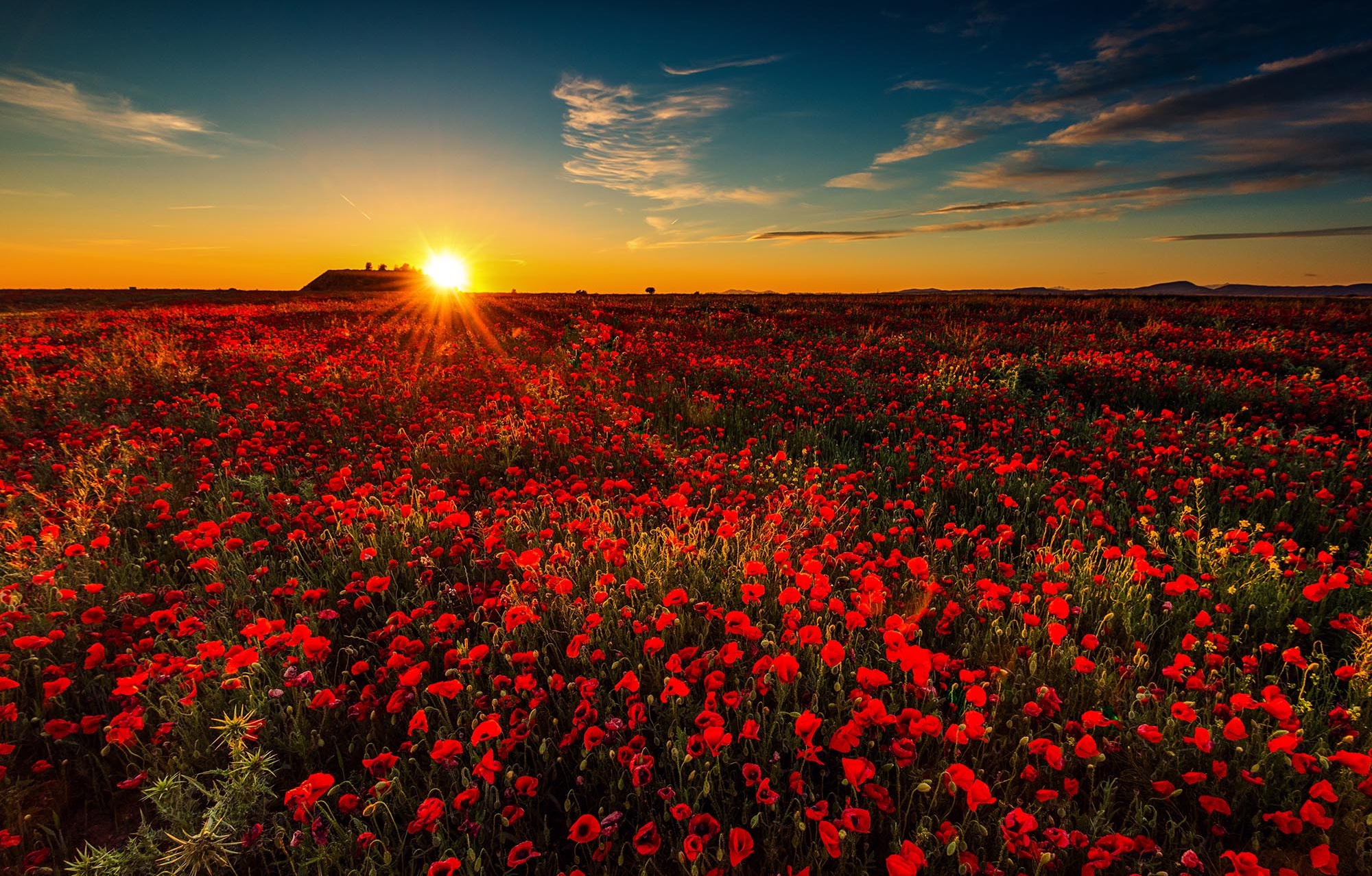 Free download wallpaper Nature, Flowers, Summer, Flower, Sunrise, Earth, Poppy, Red Flower on your PC desktop