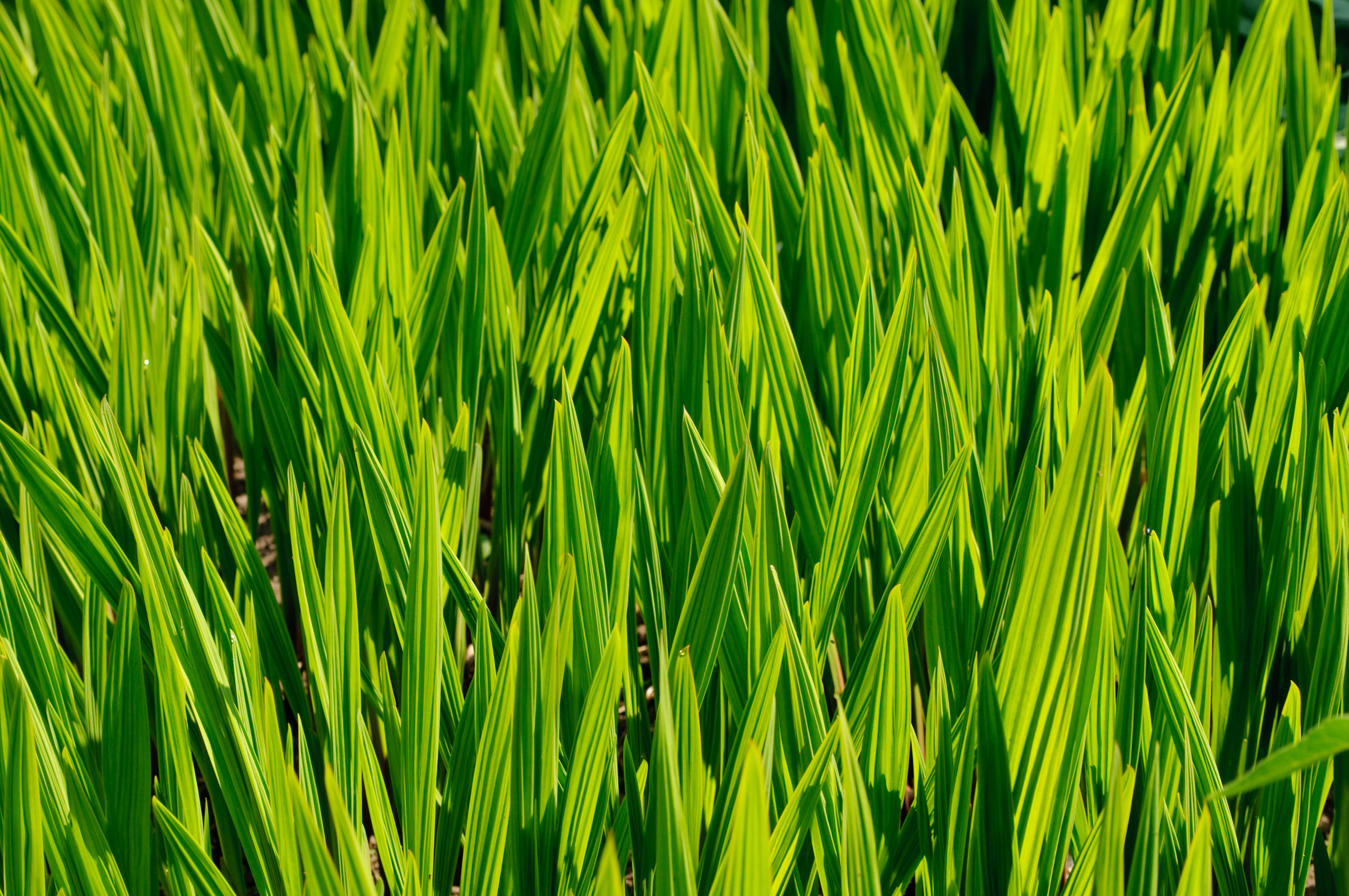Free download wallpaper Nature, Grass, Macro, Stem, Stalk on your PC desktop
