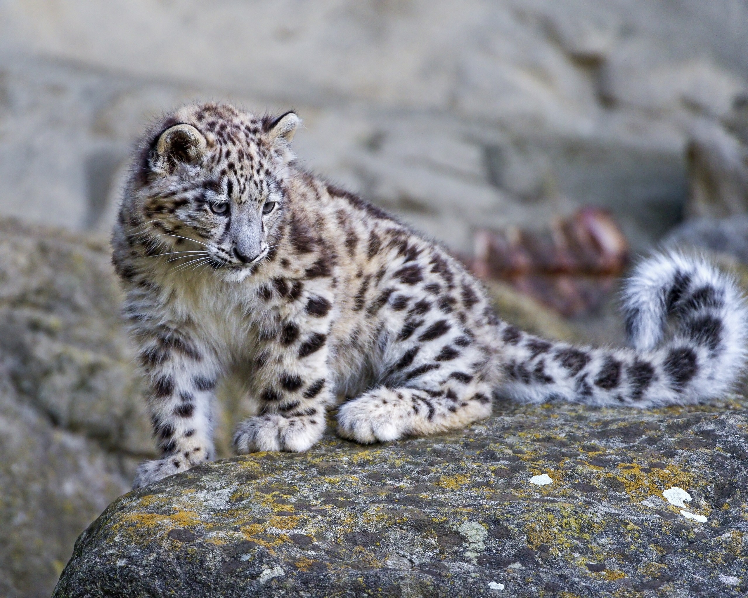 big cat, animals, stones, snow leopard, predator, moss FHD, 4K, UHD