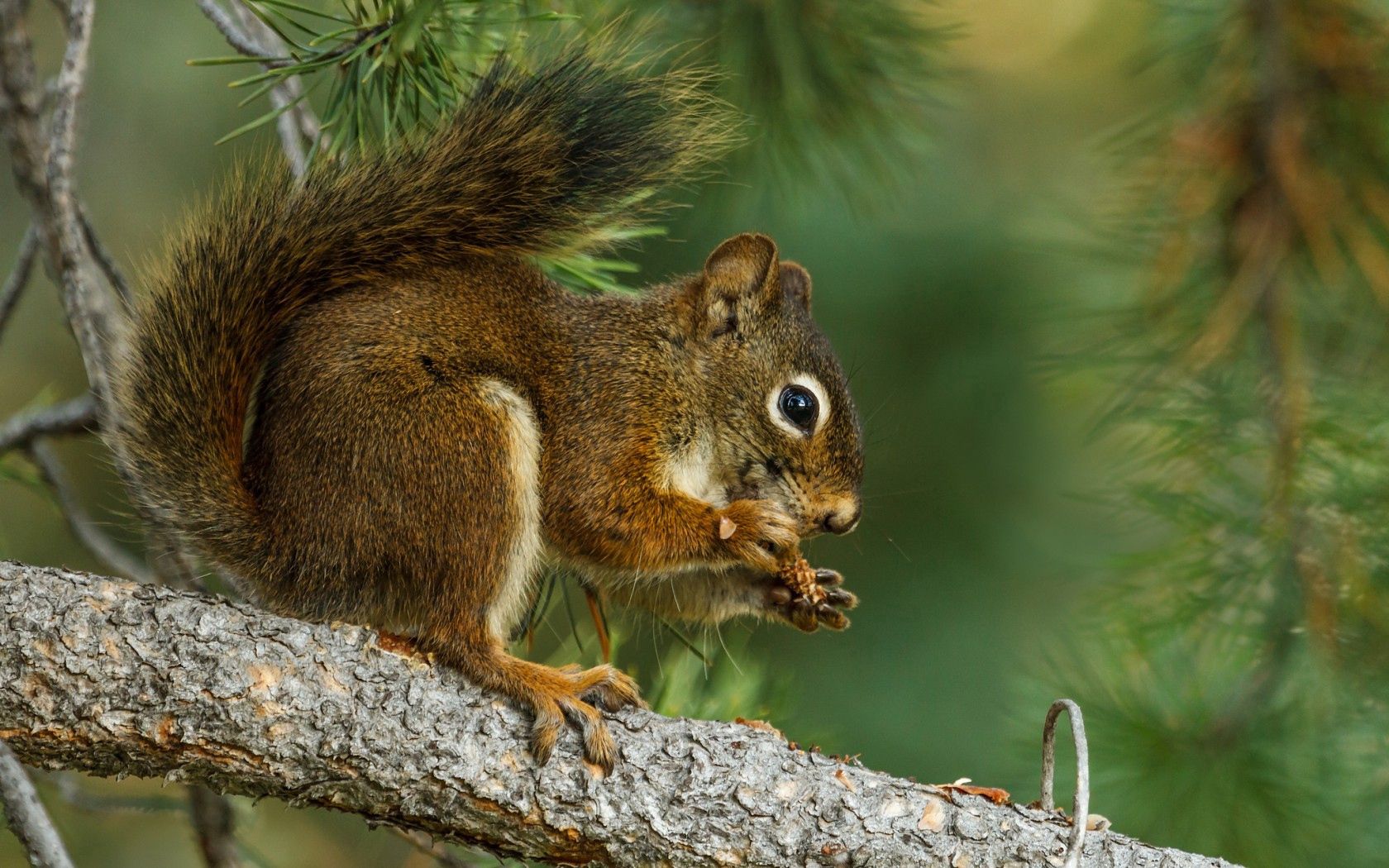 Download mobile wallpaper Animals, Branch, Dinner, Squirrel for free.