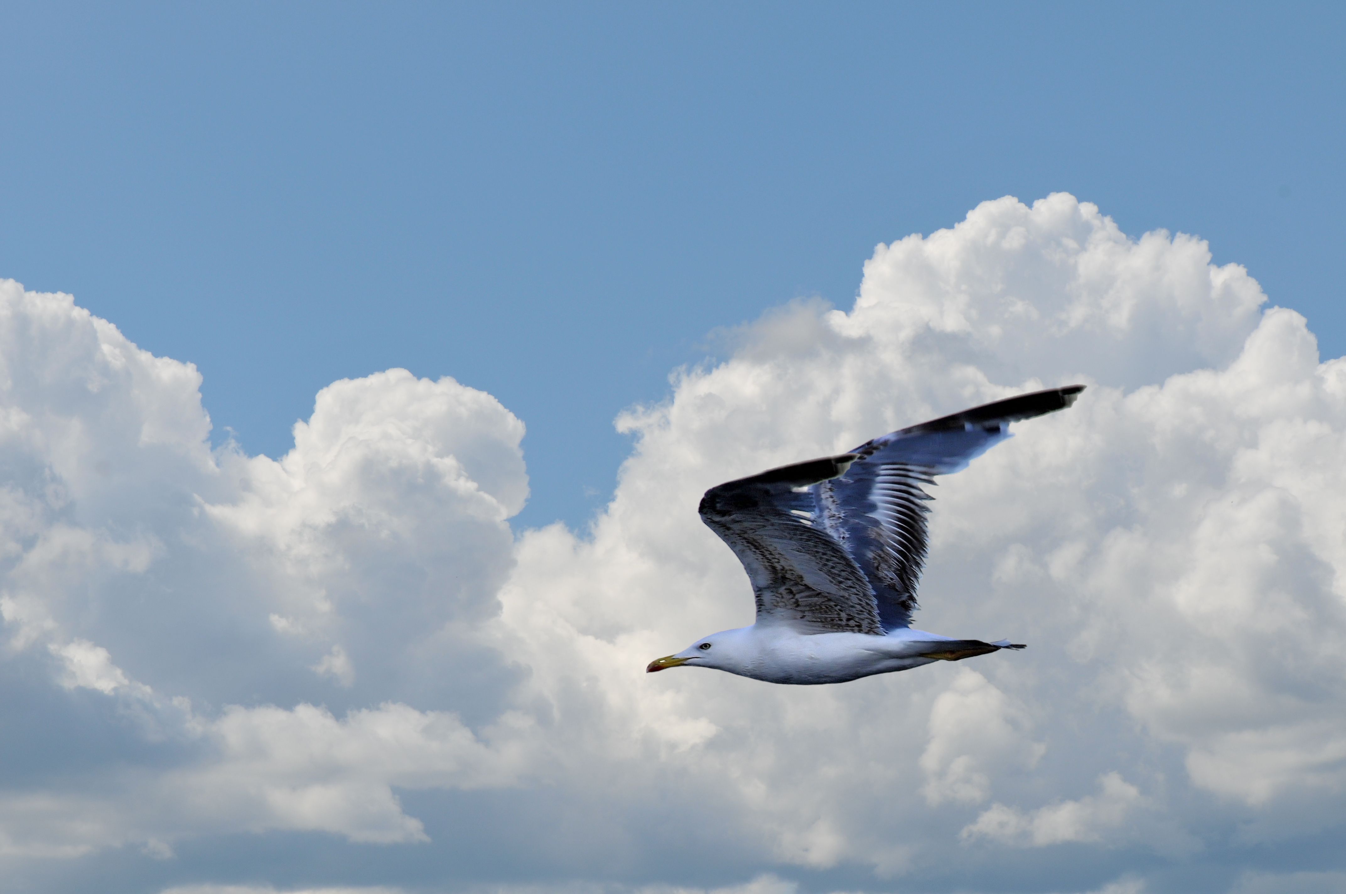 Download mobile wallpaper Flight, Seagull, Birds, Animal, Cloud, Sky for free.