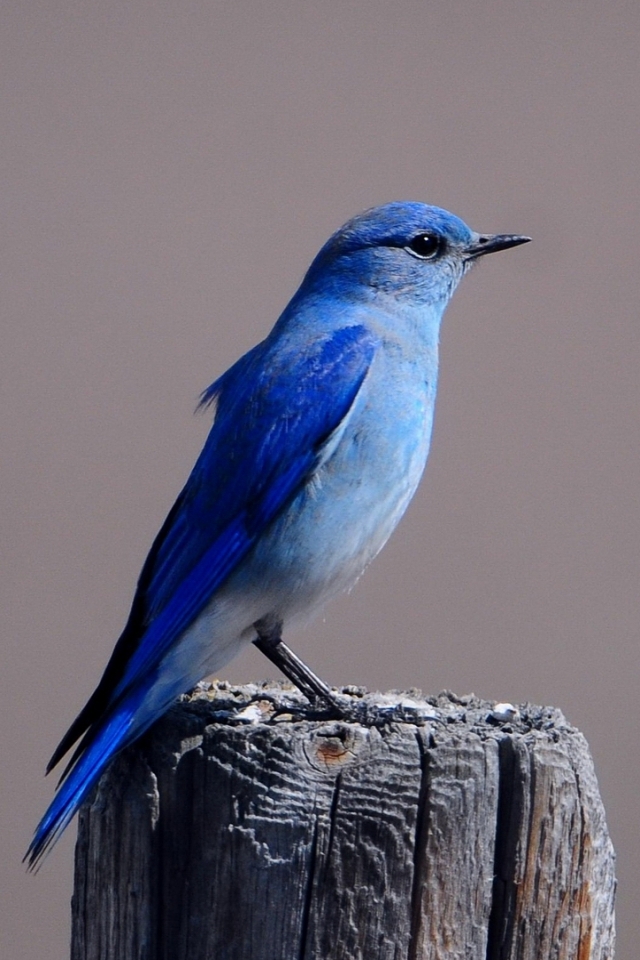 Download mobile wallpaper Birds, Bird, Animal for free.