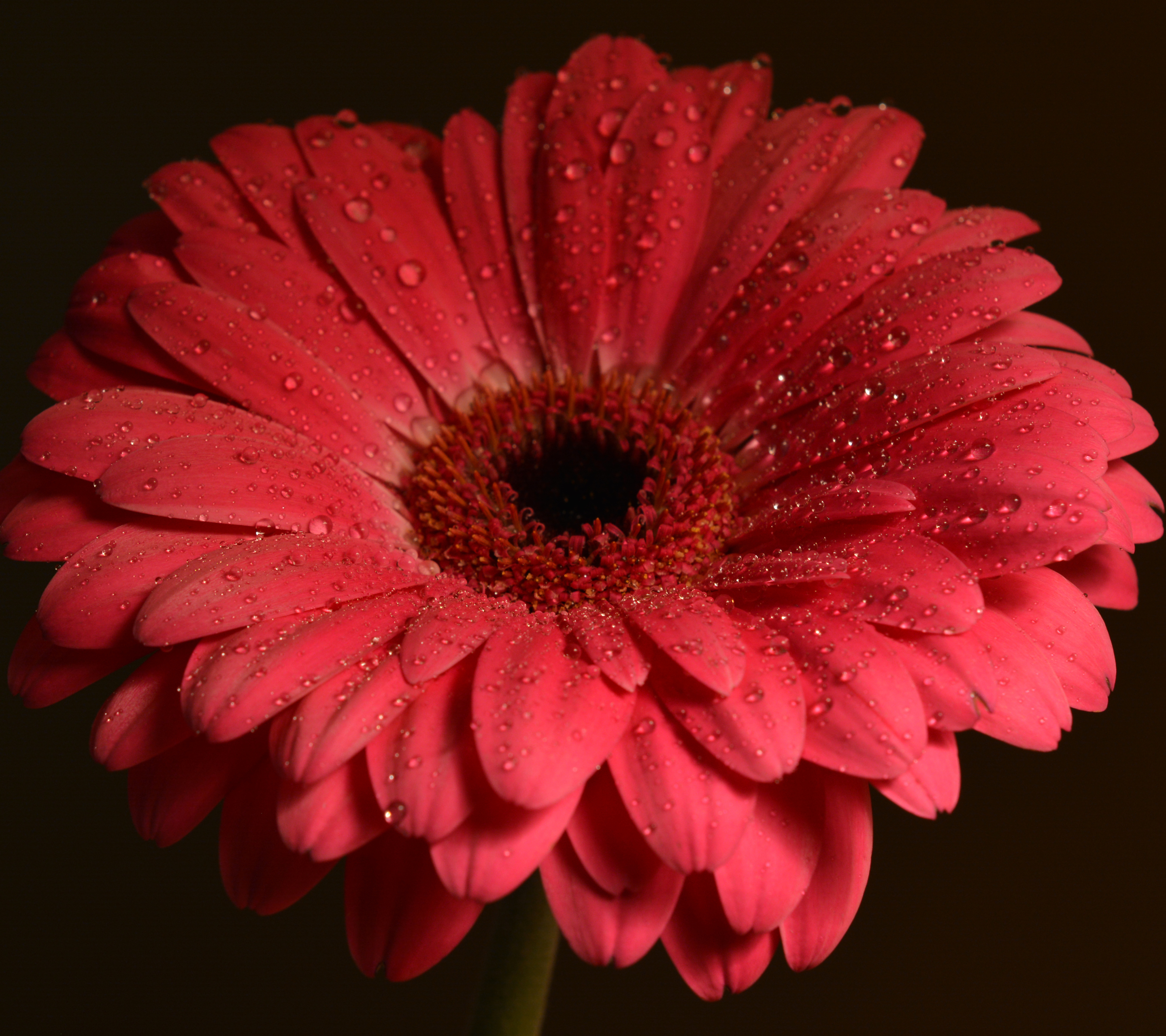 Laden Sie das Blumen, Gerbera, Blume, Erde, Nahansicht, Wassertropfen, Rote Blume, Erde/natur-Bild kostenlos auf Ihren PC-Desktop herunter
