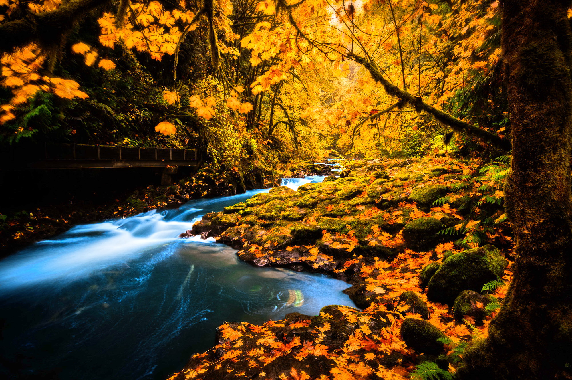 Скачать обои бесплатно Осень, Лес, Ручей, Жёлтый, Земля/природа картинка на рабочий стол ПК