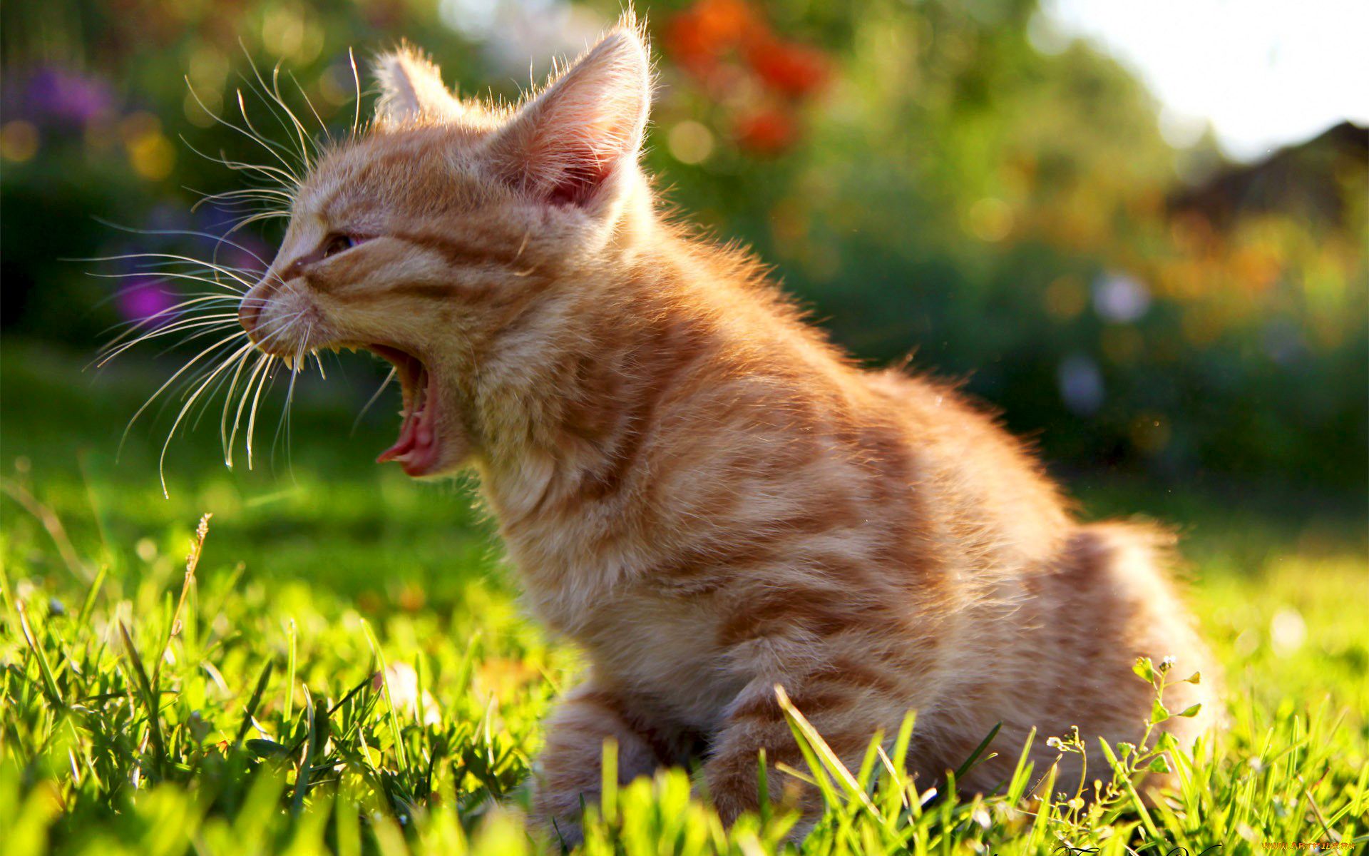 無料モバイル壁紙動物, ネコ, 猫をダウンロードします。